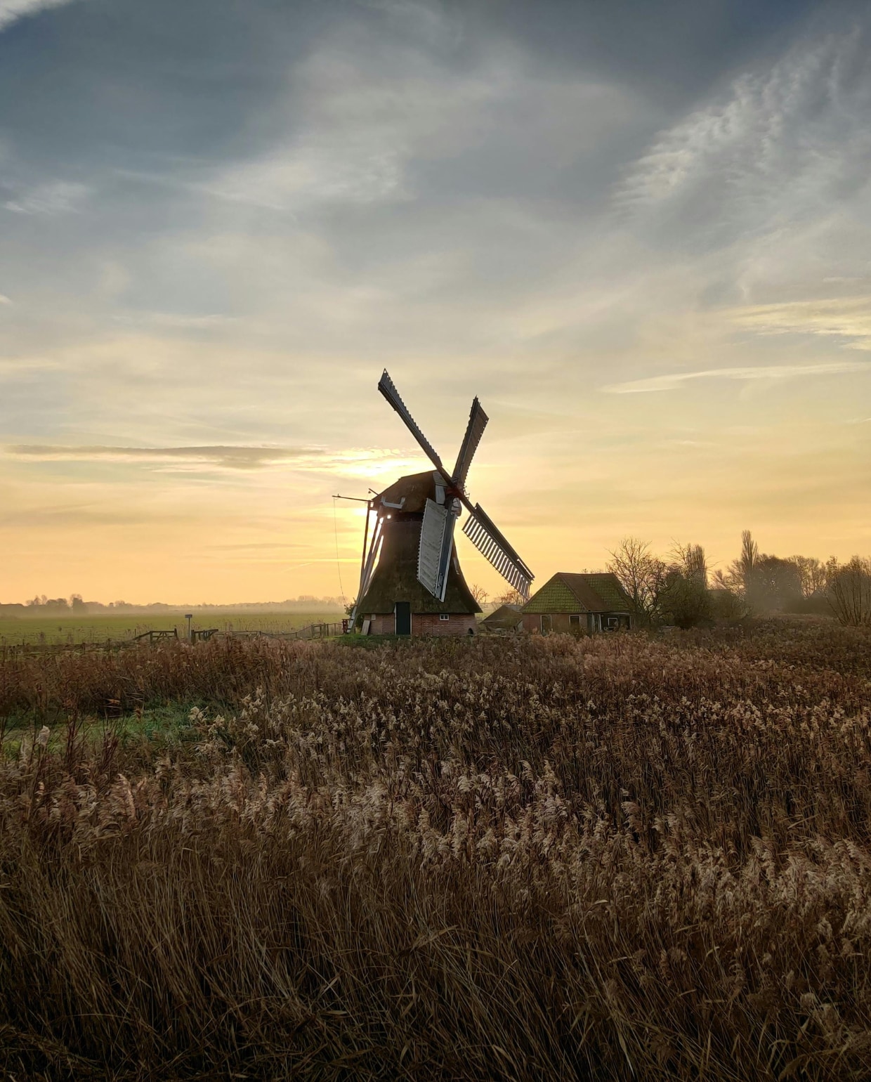 Groene daguitjes in Nederland, Nederlandse natuur, Groningen fotografie FW LM via Pexels