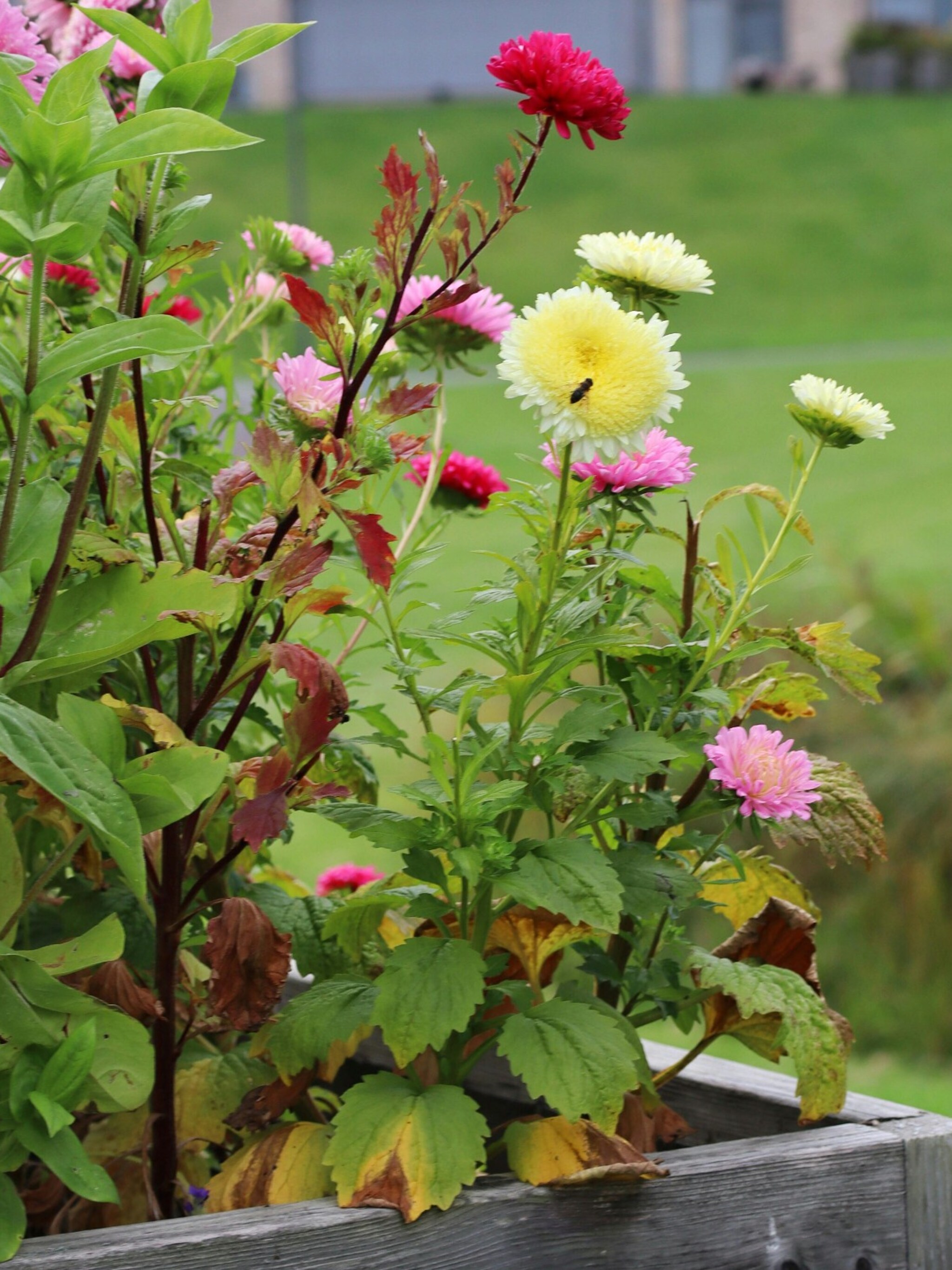 creeer meer diepte in de tuin met verhoogde borders