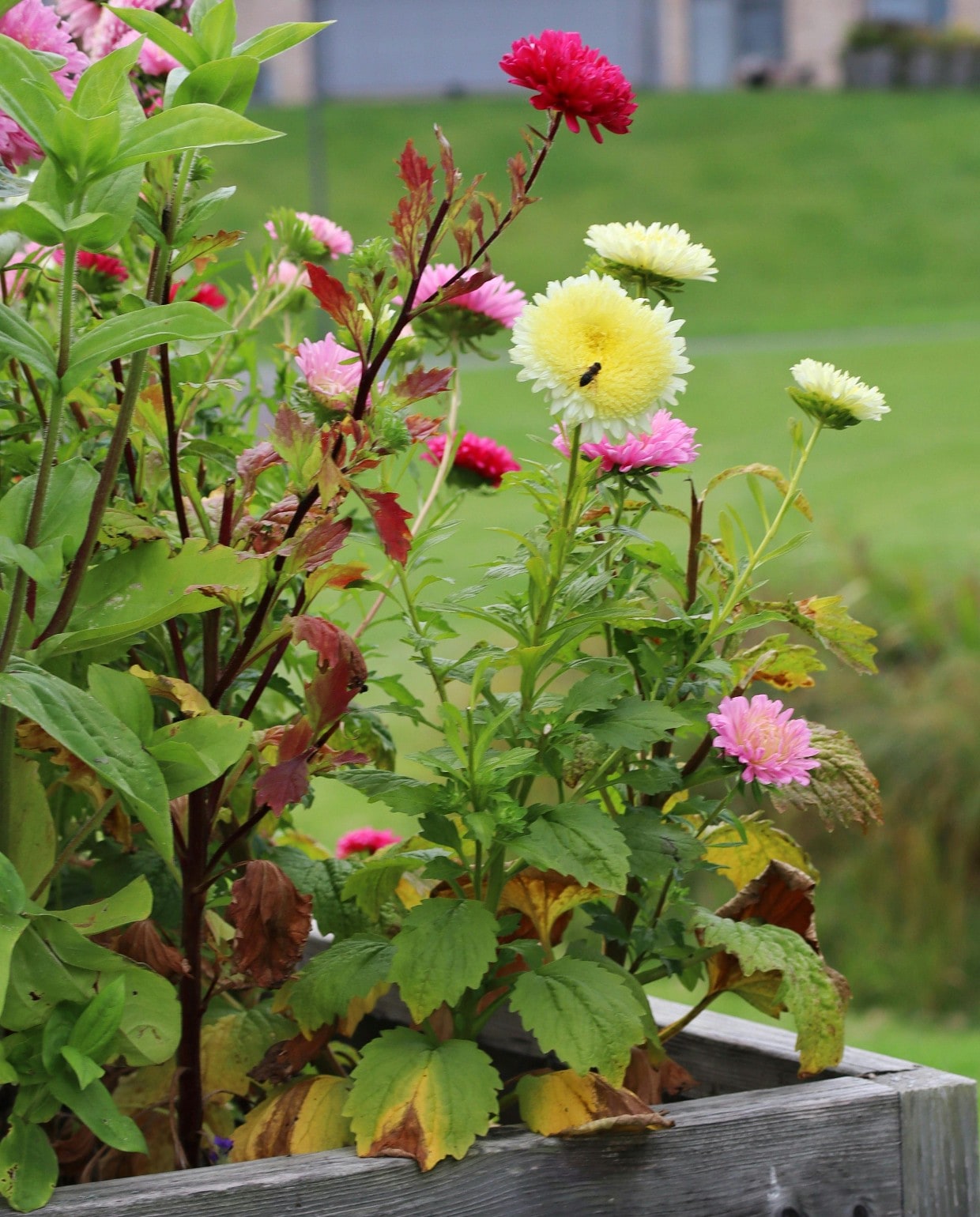 Creëer meer diepte in de tuin met verhoogde borders Pexels