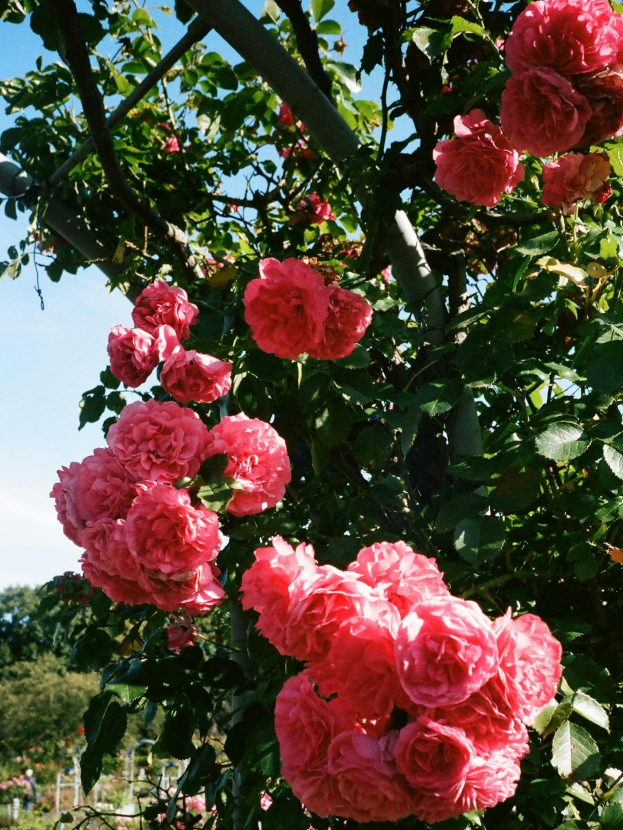 alles wat je wilt weten over het planten en verzorgen van klimrozen