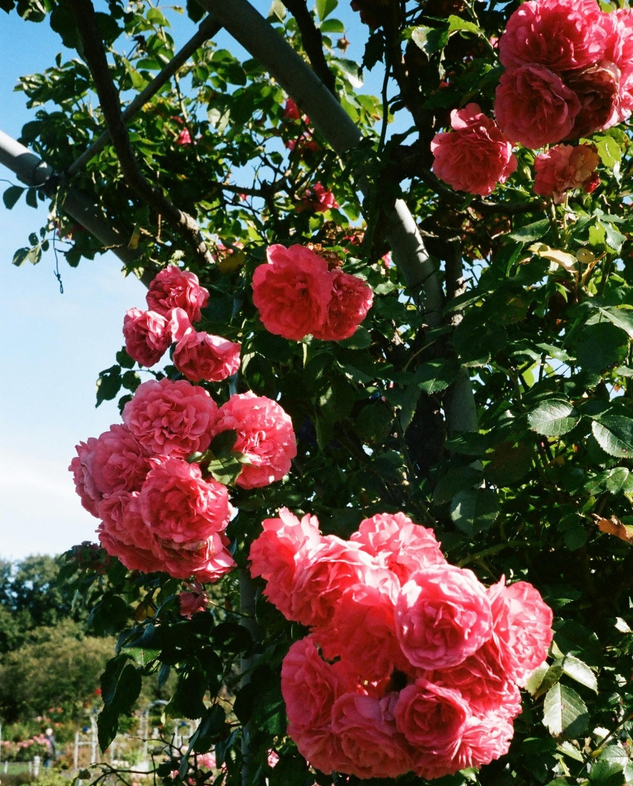 Alles wat je wilt weten over het planten en verzorgen van klimrozen Pexels
