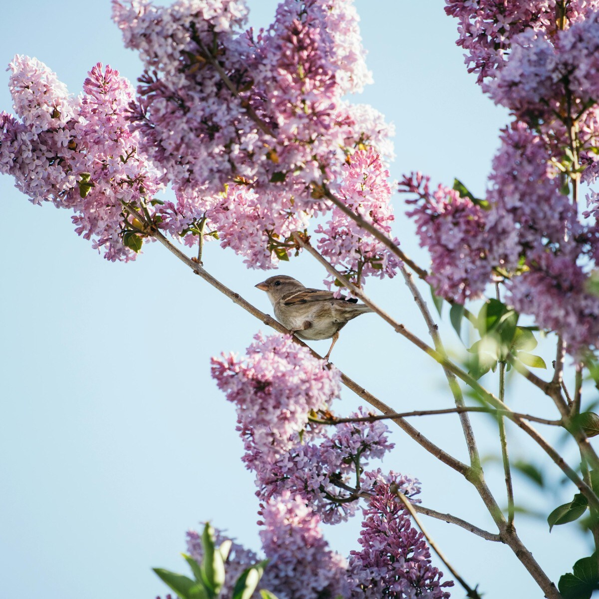 Sering (Syringa vulgaris) Pexels
