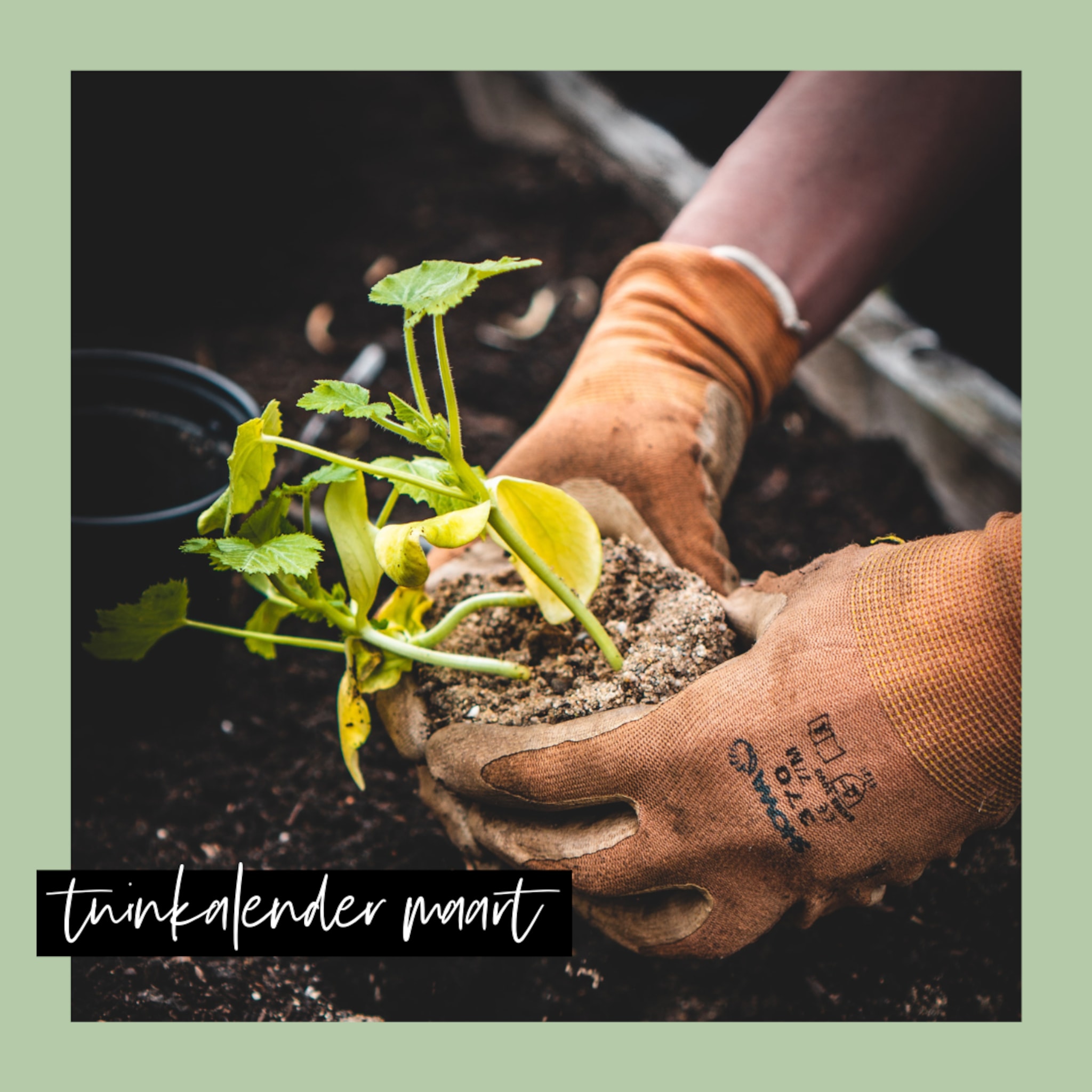 Tuinkalender voor maart om te beginnen met planten