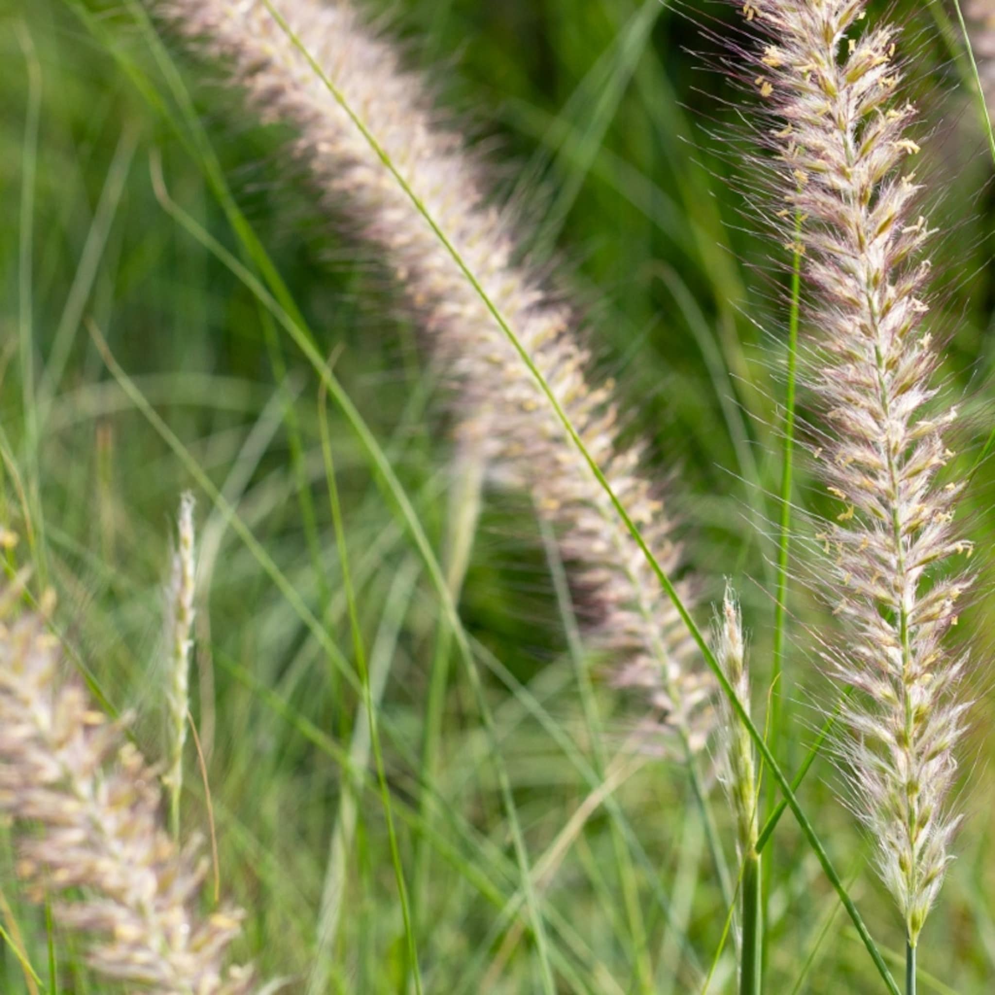 siergrassen planten voortuin soorten voordelen