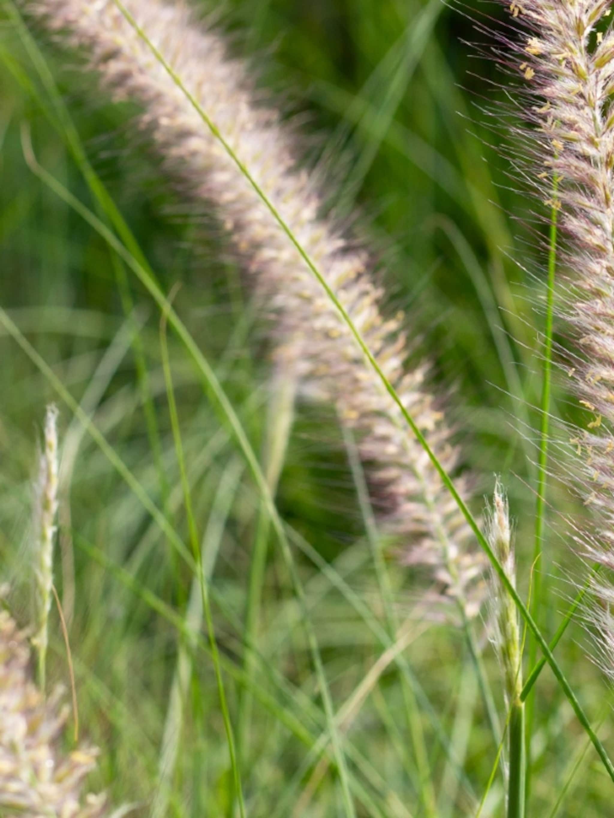 zwierige siergrassen voor in de voortuin soorten voordelen en hoe je ze plant