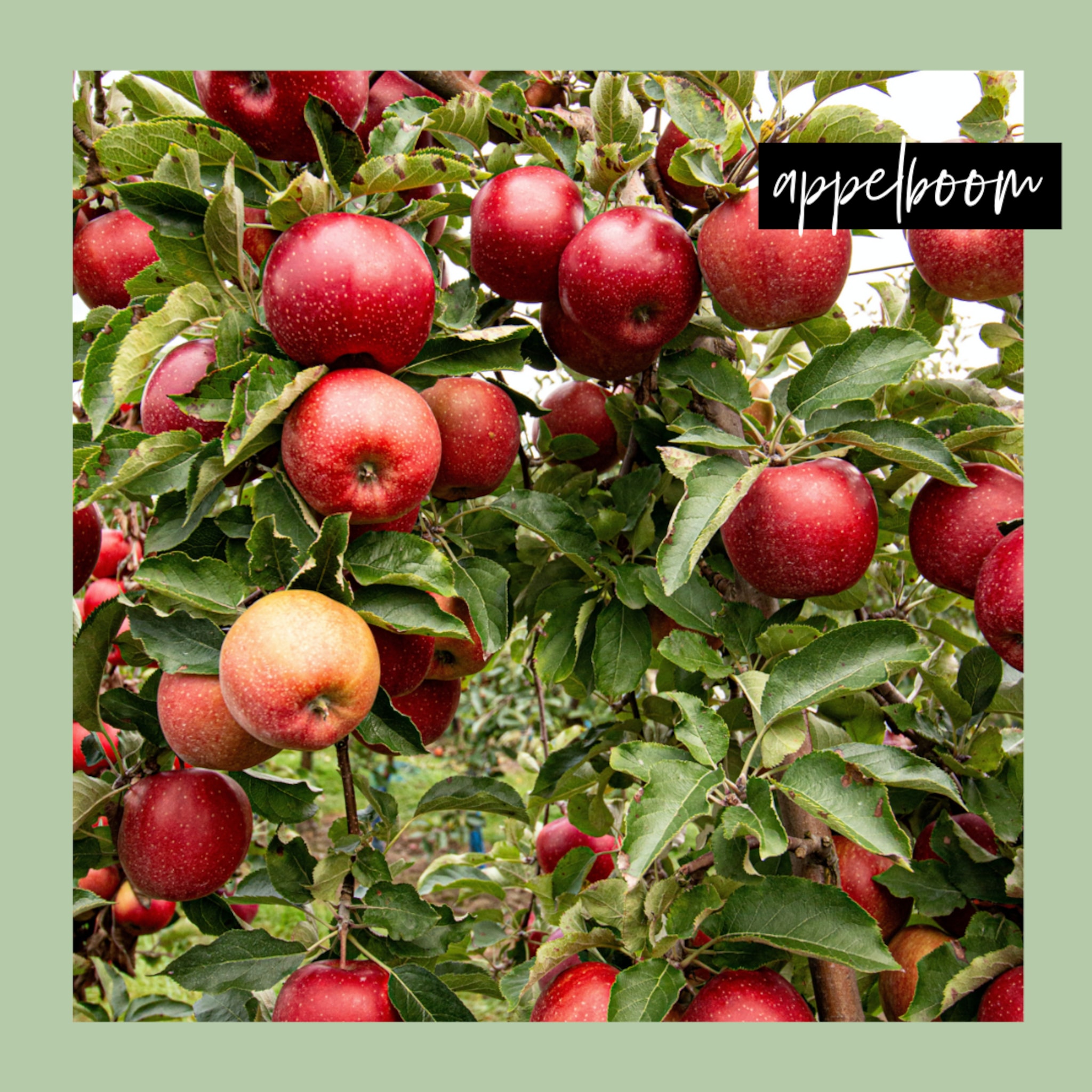Appelboom