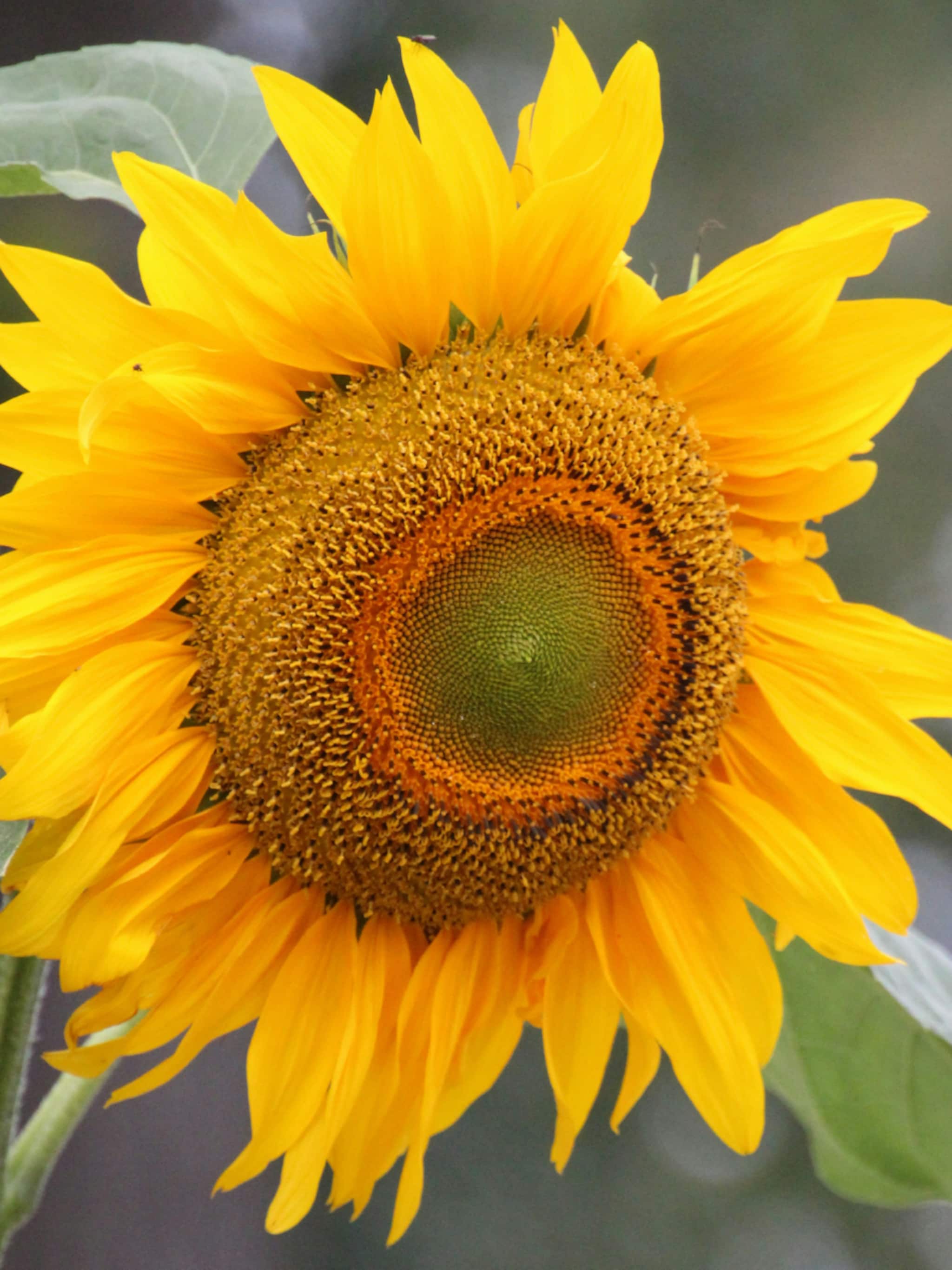 last van hooikoorts dan kun je deze 5 bloemen en planten beter vermijden