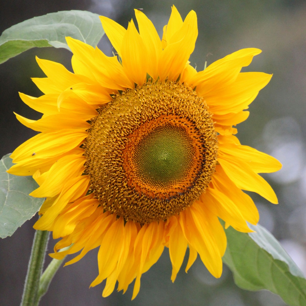 uitgelichte afbeelding zonnebloem Fotografie Unsplash | Sjoukje Bos