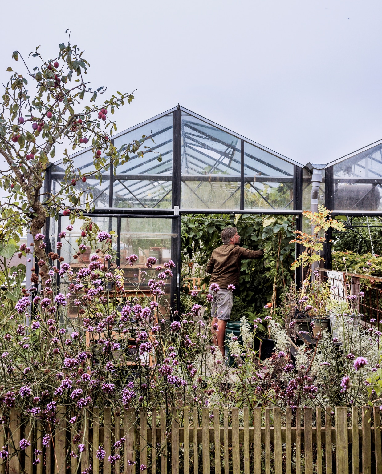 De (tweedehands) kas, waarvan de linker kap in de tuin van Mark en Vivian staat, en de rechter kap in die van de buren. Op de voorgrond een groot stuk beplanting met verbena. Voor de kas staat een pruimenboom. vtwonen tuinspecial 09 | styling Fietje Bruijn | fotografie Ernie Enkelaar