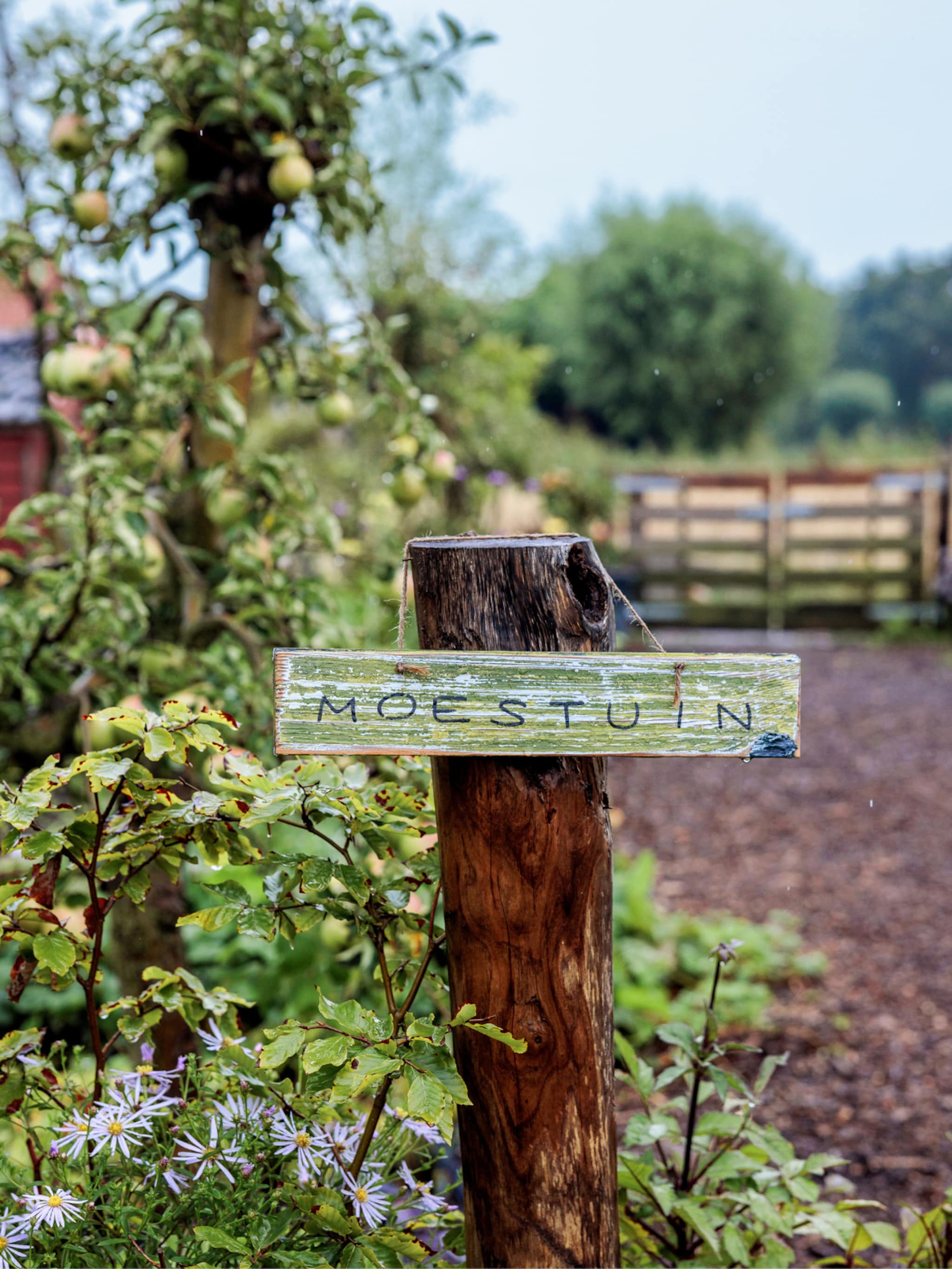 doen tegen plagen en ziektes moestuin