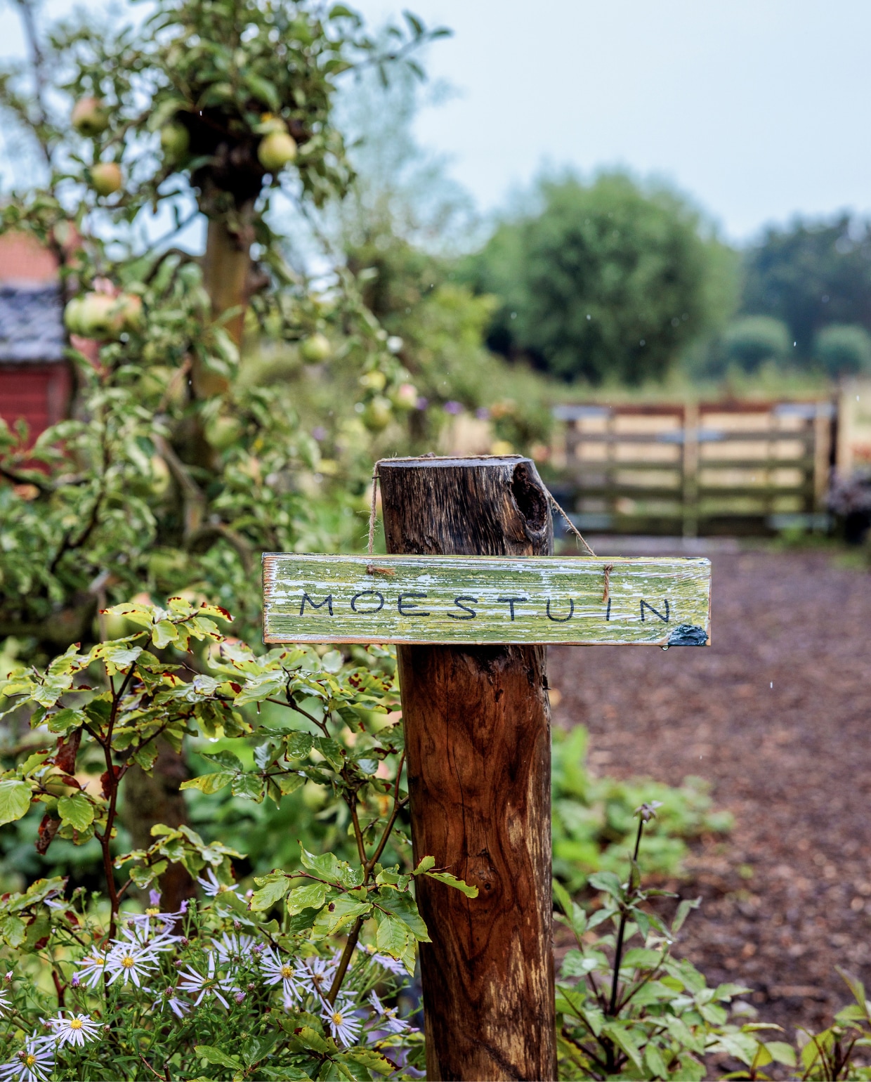 Aargh, schimmel & slakken! Dit doe je tegen de 5 grootste plagen in de moestuin