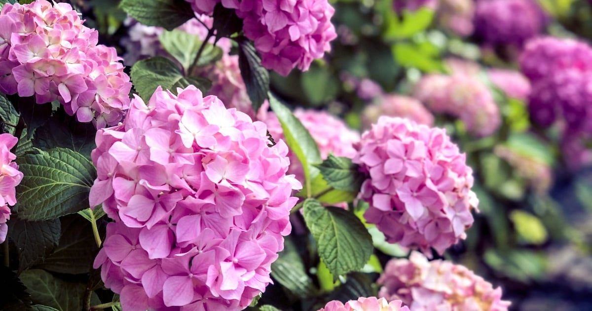Alles waar je om moet denken bij hortensia verplaatsen
