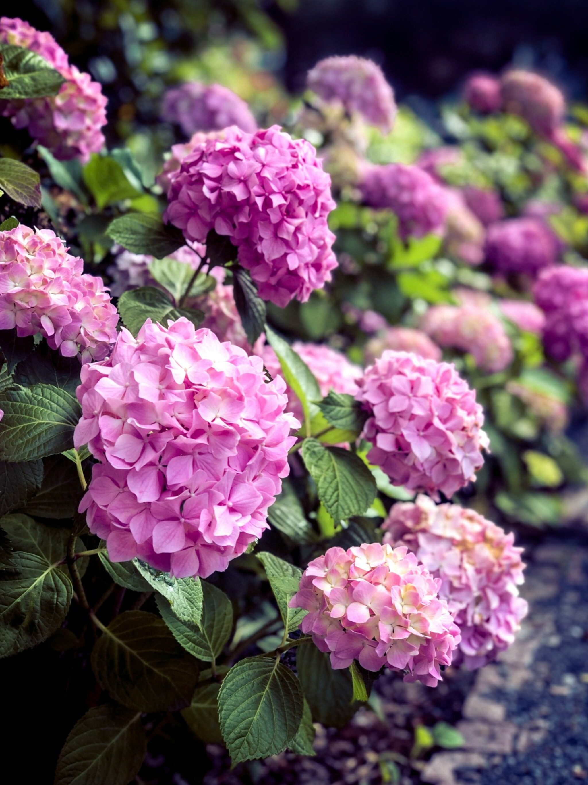wanneer kun je het beste een hortensia verplaatsen