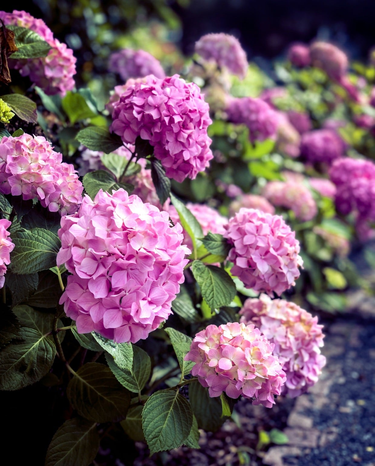 Wanneer mag je een hortensia verplaatsen? Unsplash