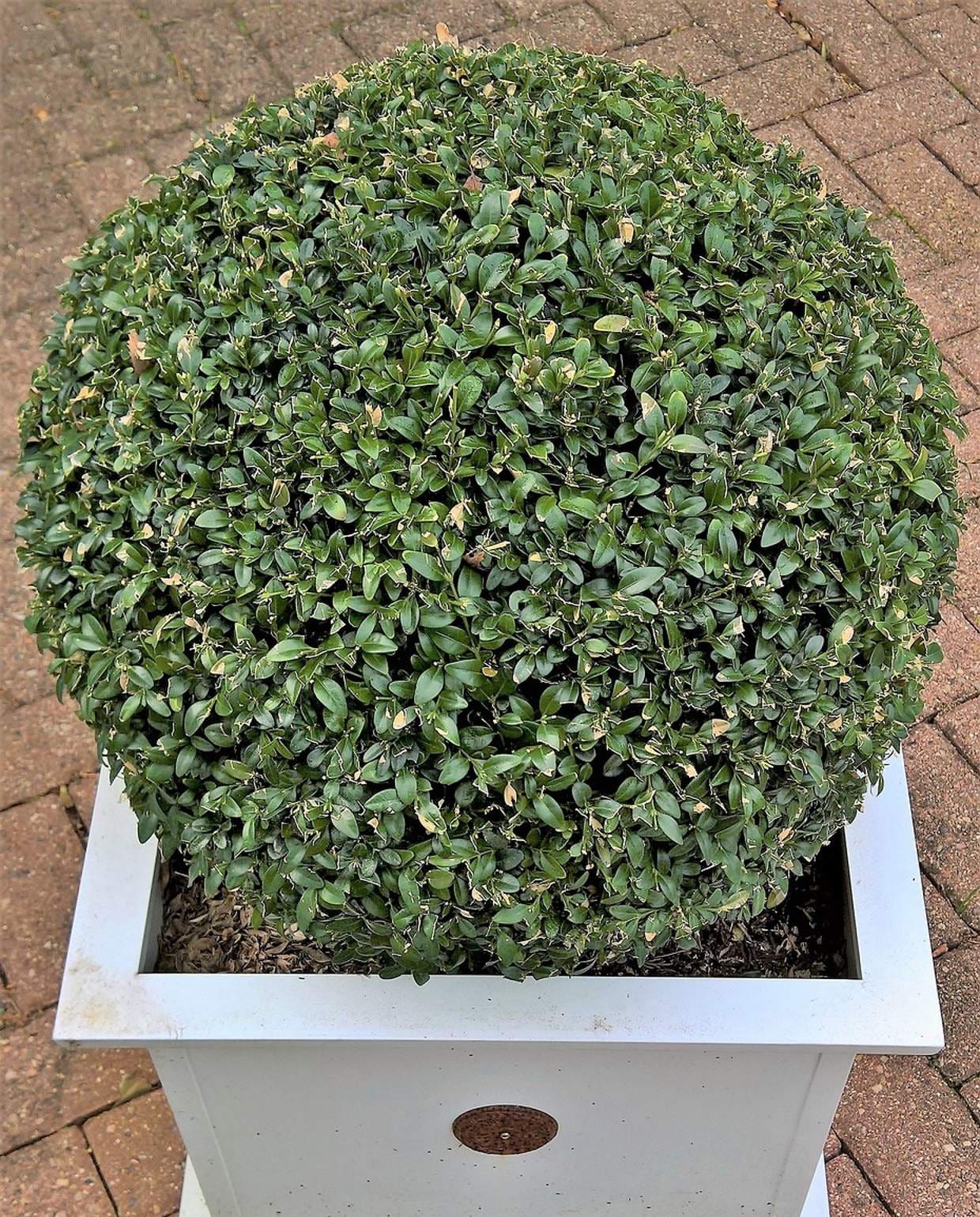 Buxus Pixabay