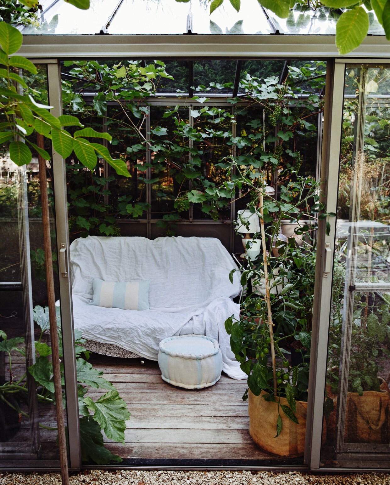 In de kas van Fonteyn groeit een druif die volop vruchten geeft. Poef en kussen The Souks. Tomatenplant in kweekzak van Temu. vtwonen Tuin 09 | styling Ilona Jongepier | fotografie Dana van Leeuwen