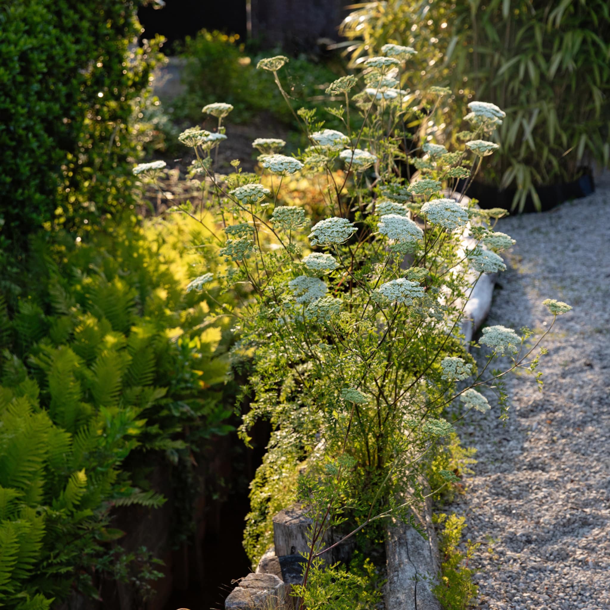 ecologische tuin maken tips