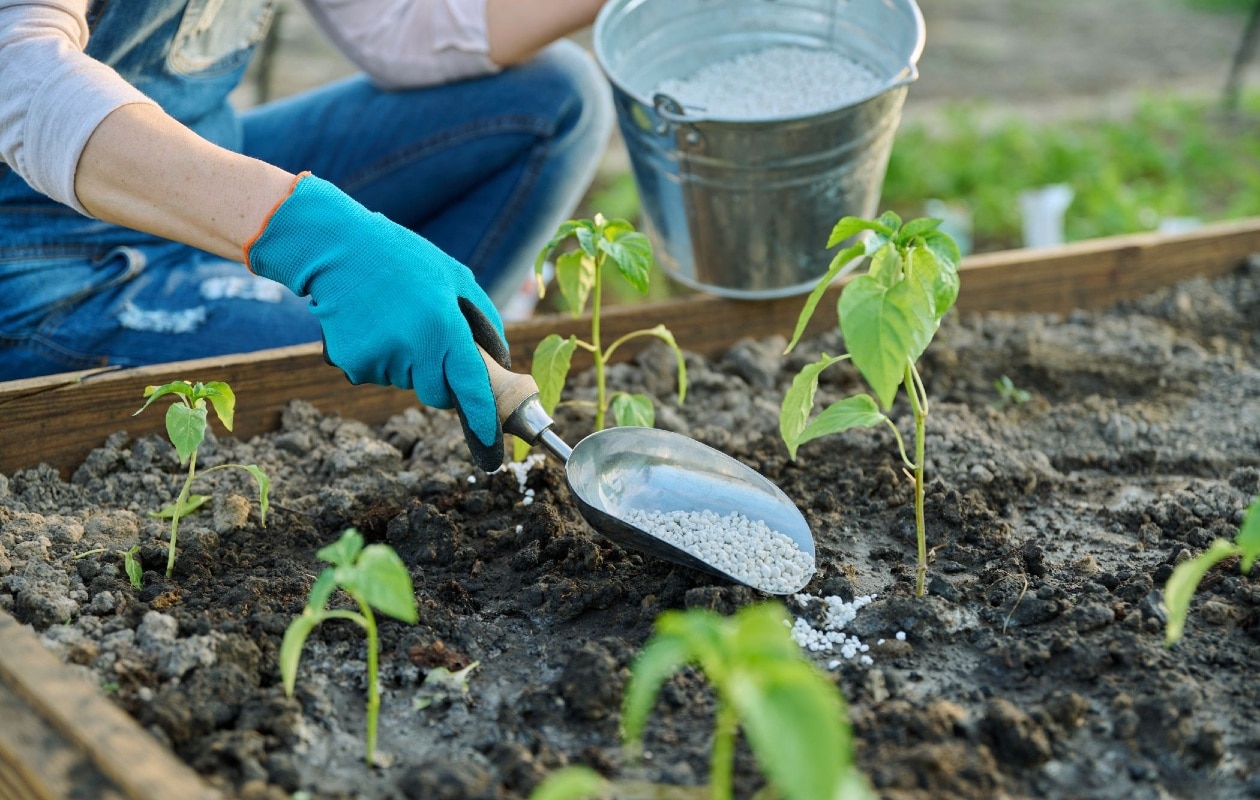Tuin bemesten Canva