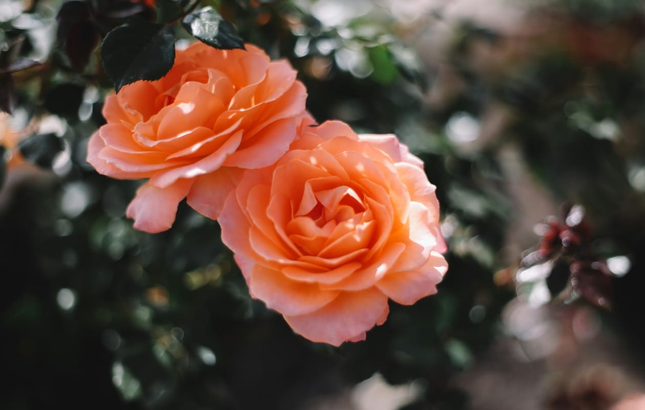 Rozen stekken Unsplash