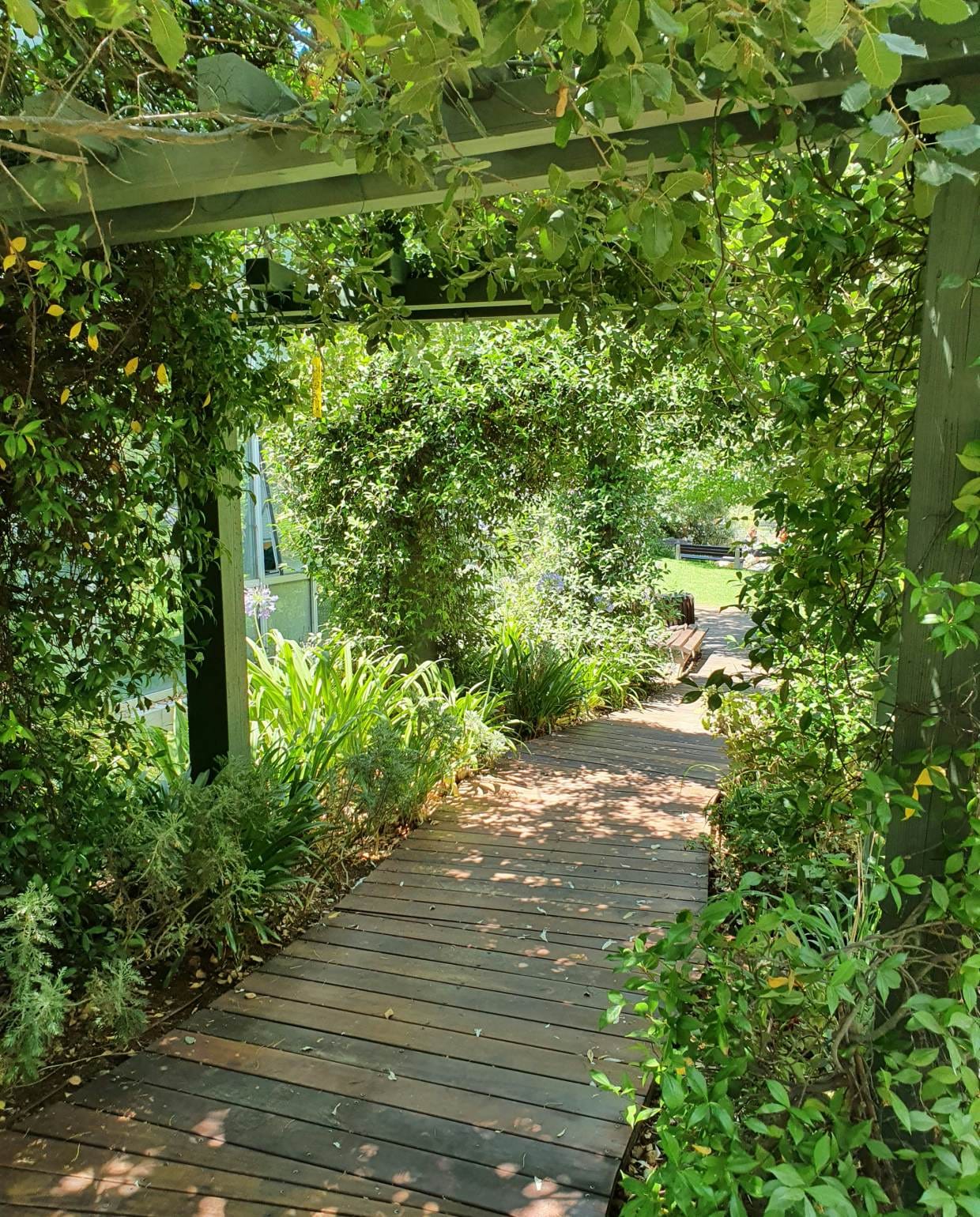Verschillende klimplanten over een pergola Unsplash
