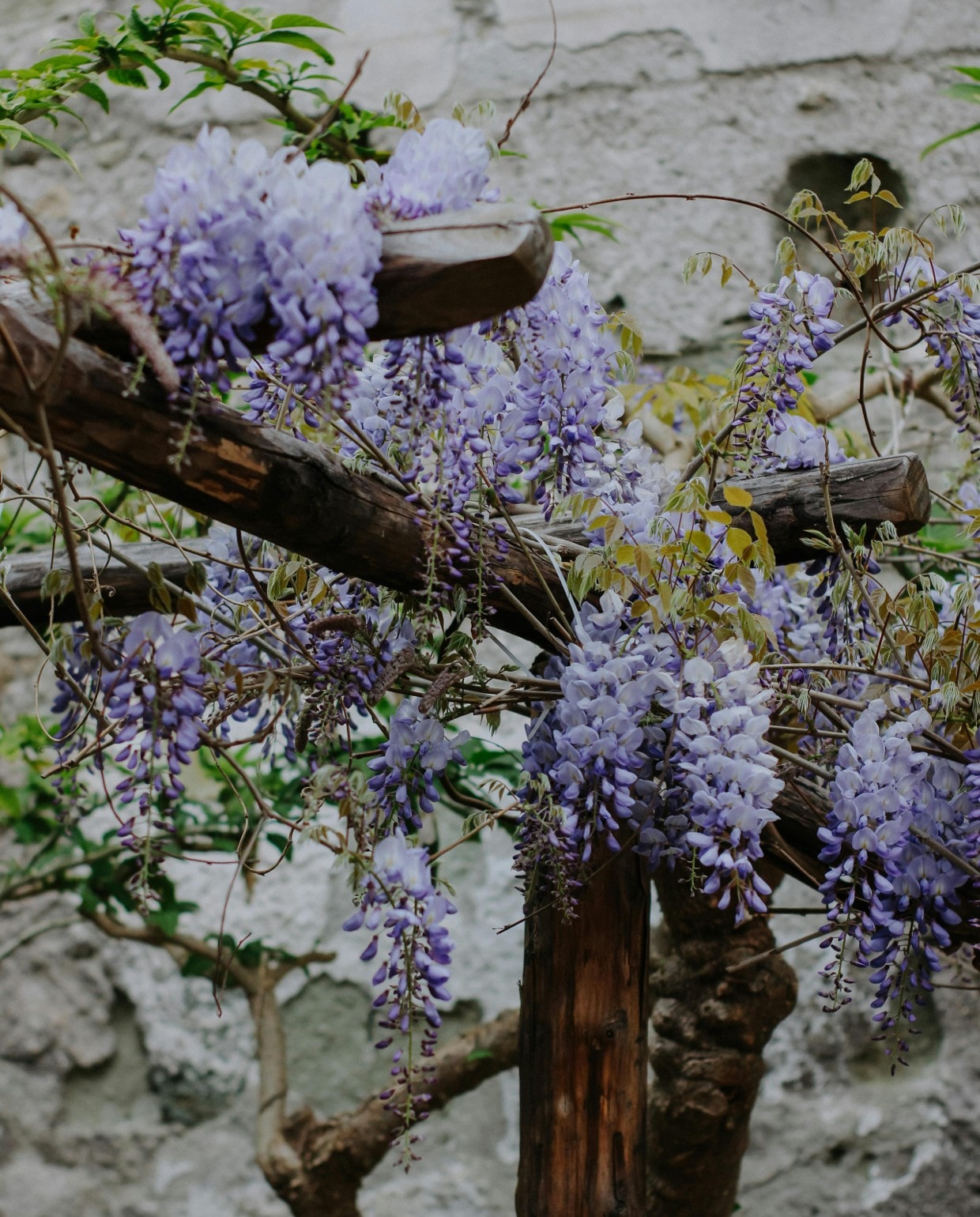 De wisteria of blauweregen is een ideale klimplant voor een pergola Pexels
