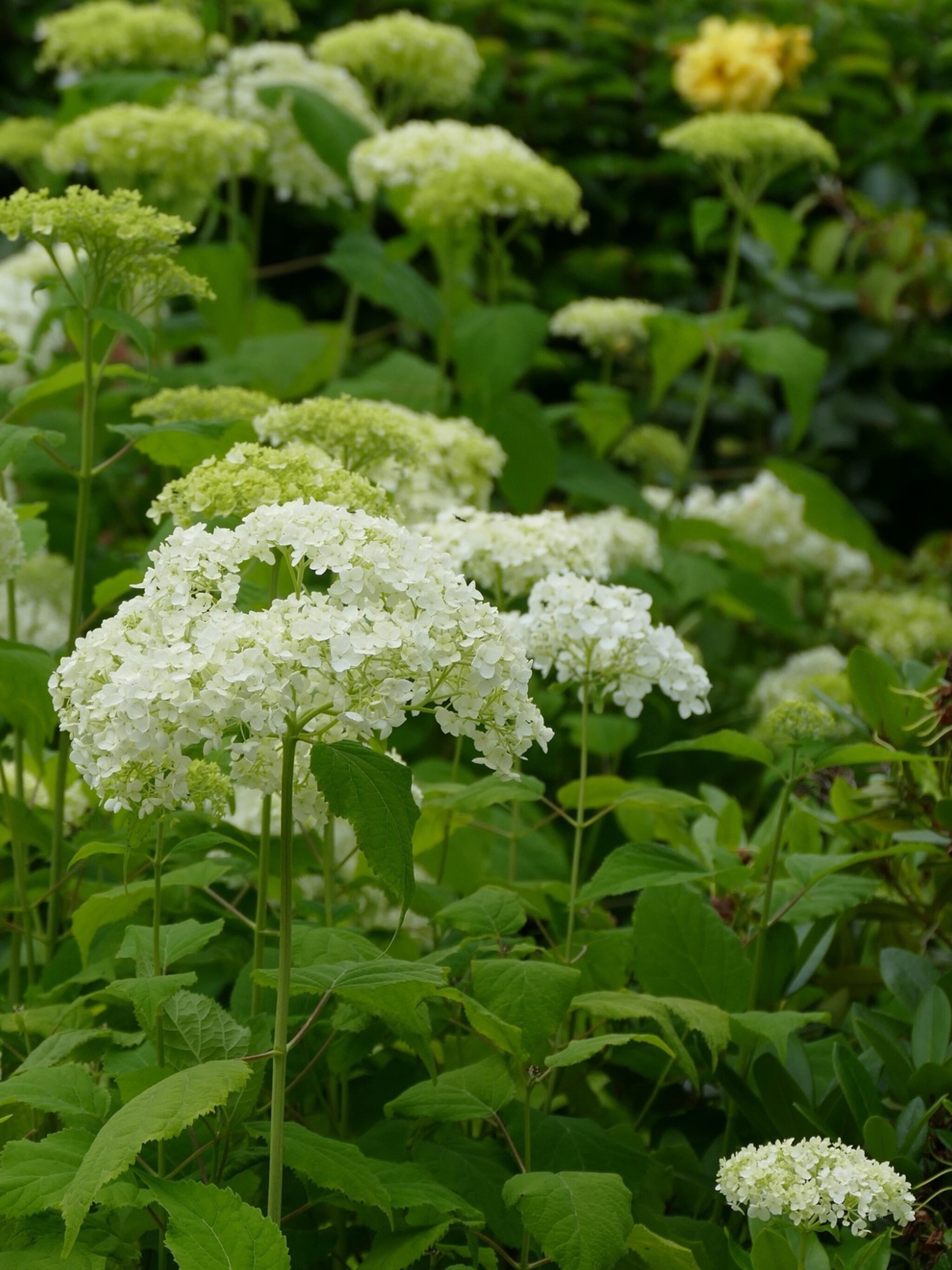 alles wat je wilt en moet weten over de hortensia annabelle