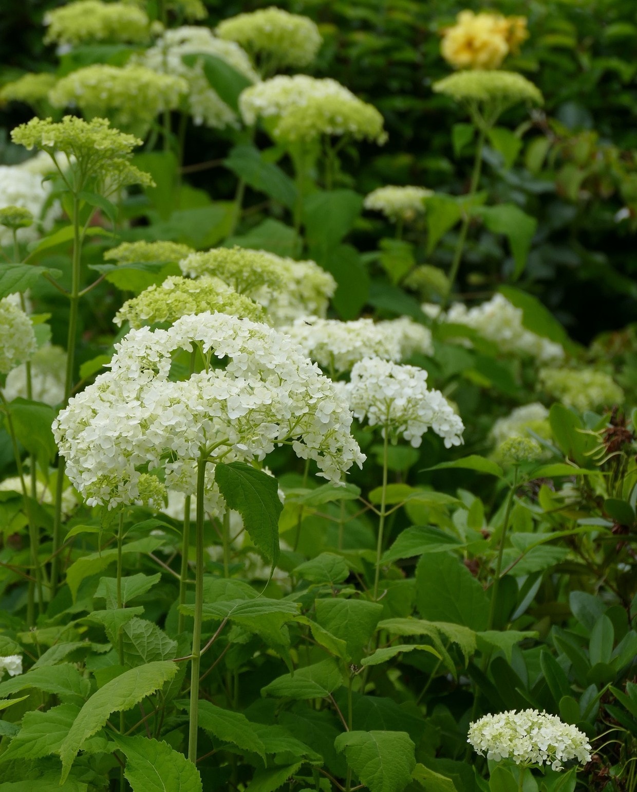 Alles wat je wilt (en moet) weten over de Hortensia ‘Annabelle’ Pixabay
