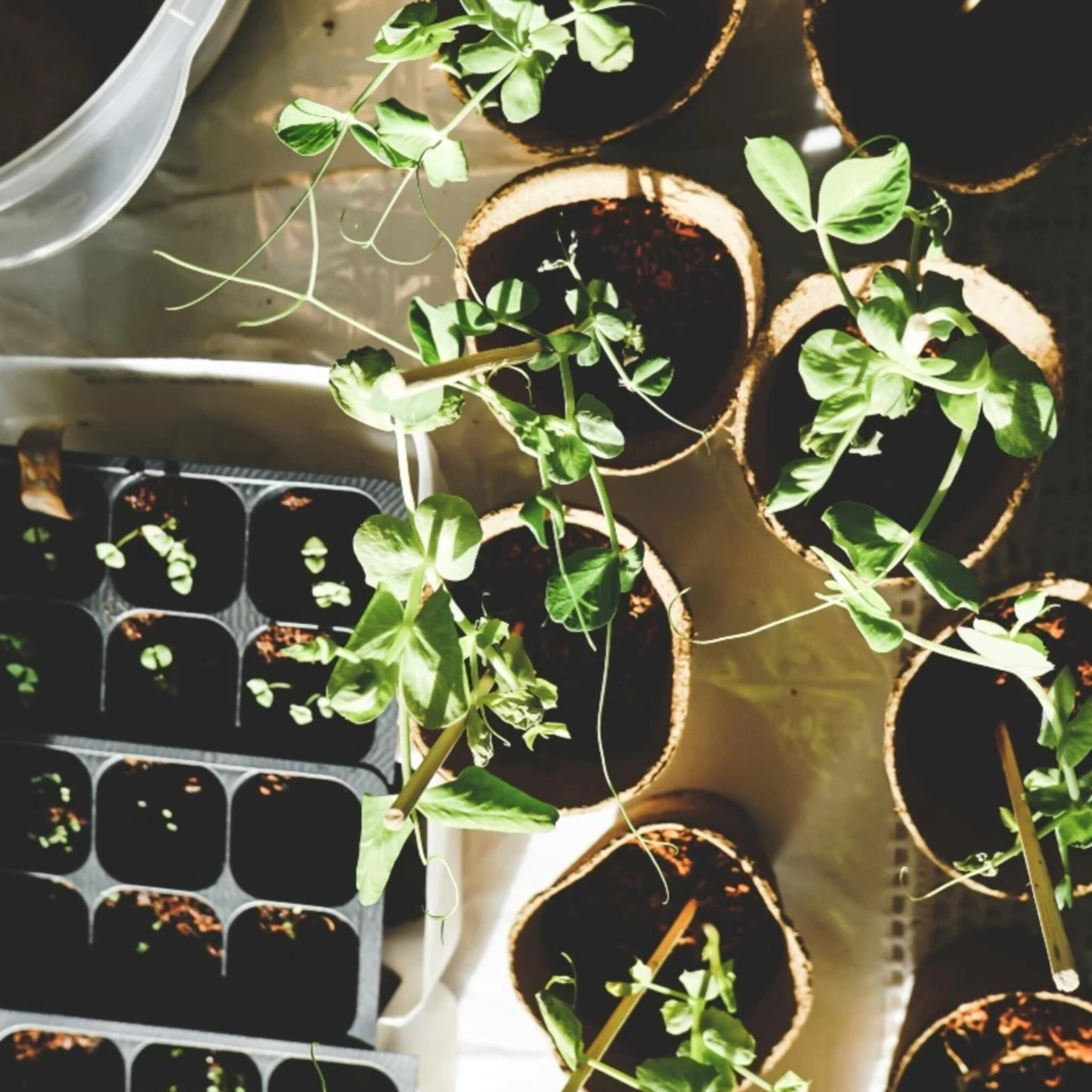 Plantjes zaaien in bakken en potten