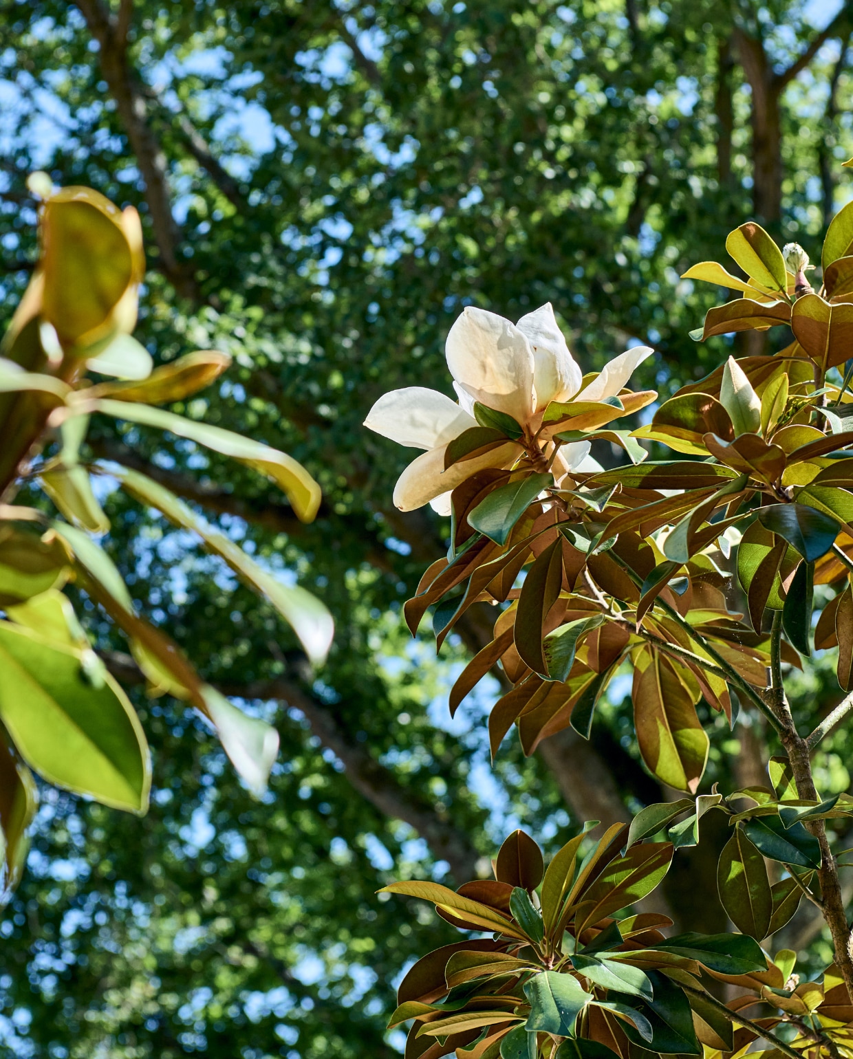 magnolia vtwonen special tuin 10 | styling Liza wassenaar | fotografie Sjoerd Eickmans