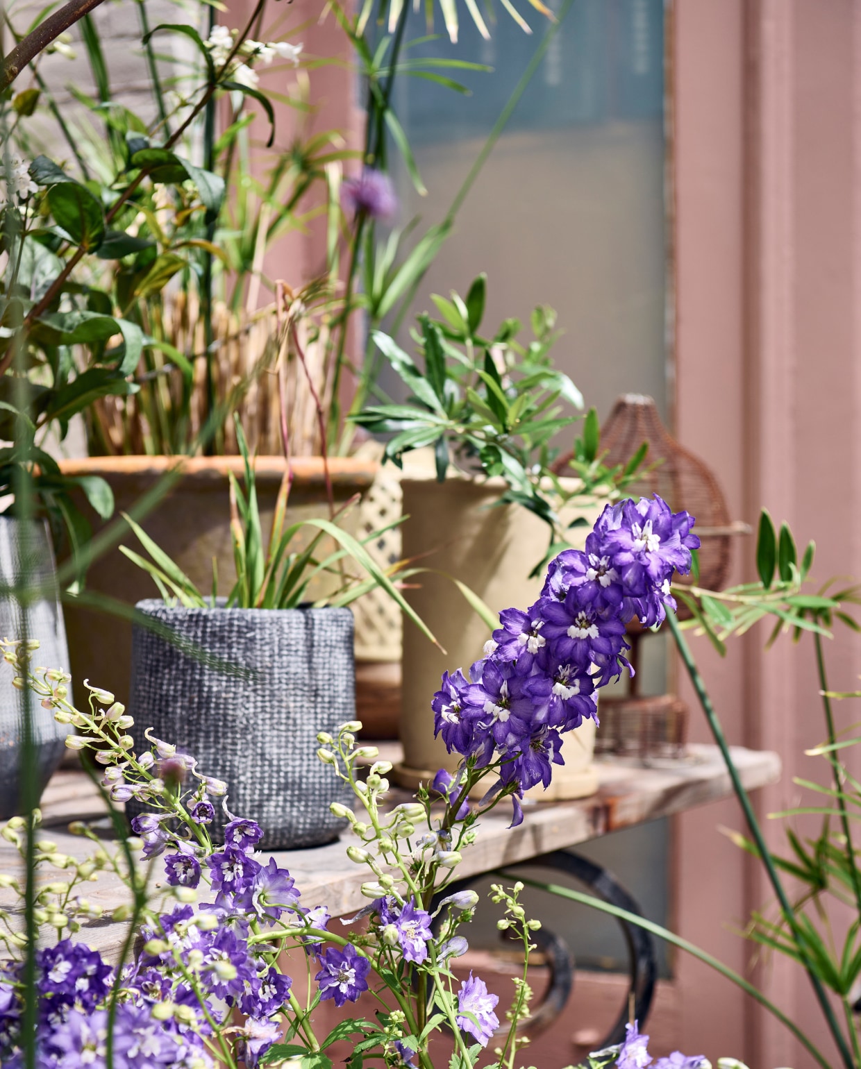 Paarse bloem Ridderspoor, plant in grijze pot Papyrus, pot vtwonen. Tafel gemaakt van steigerplanken en smeedijzeren onderstel dat in de tuin werd gevonden. vtwonen special tuin 10 | styling Liza wassenaar | fotografie Sjoerd Eickmans