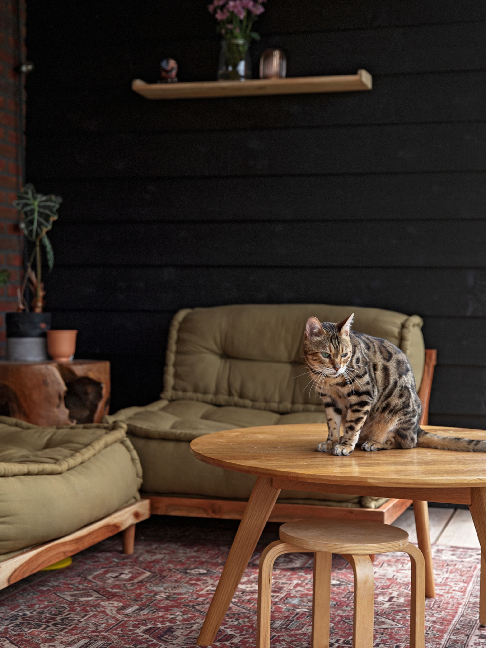 kattenkwaad 6 diervriendelijke tips tegen katten in de tuin