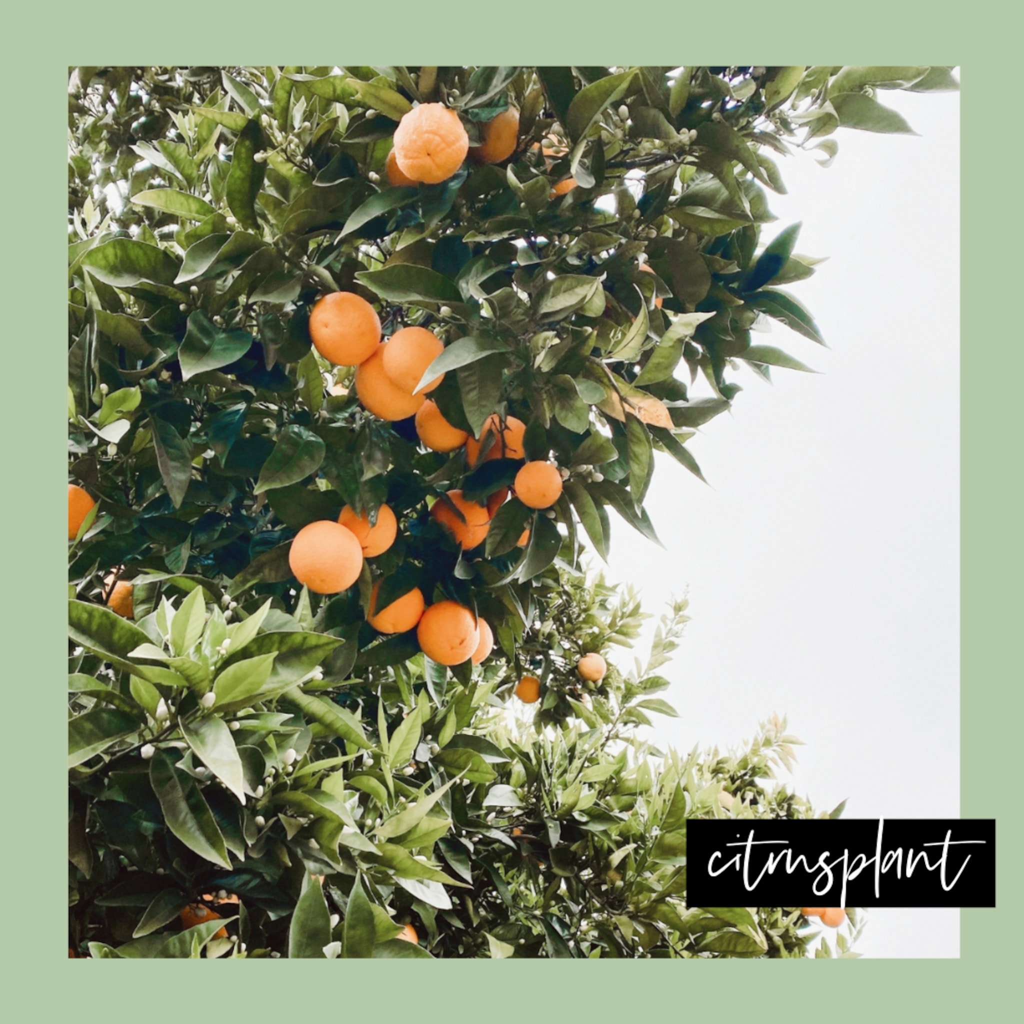 Citrusplant