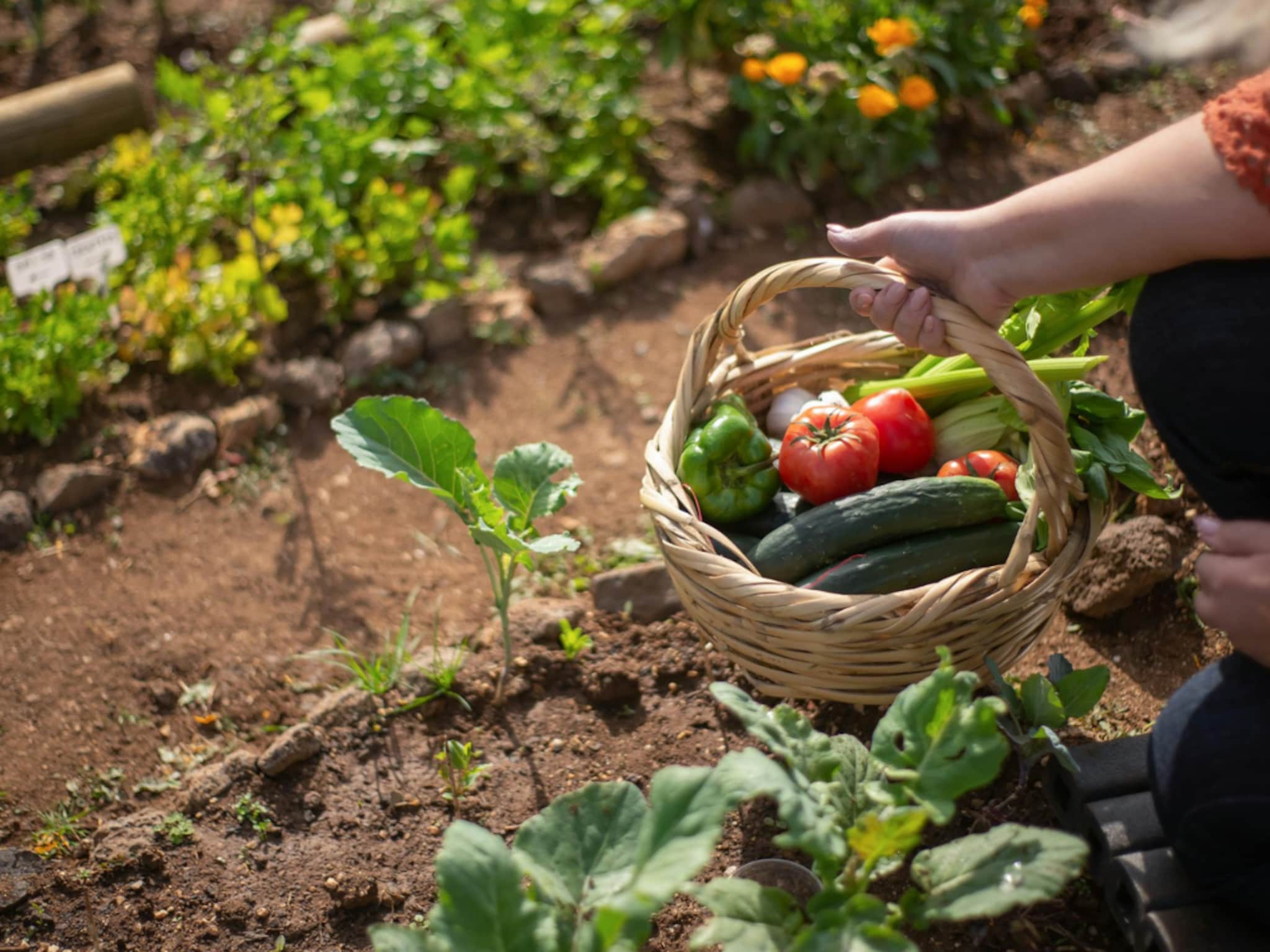 beste grond voor moestuin