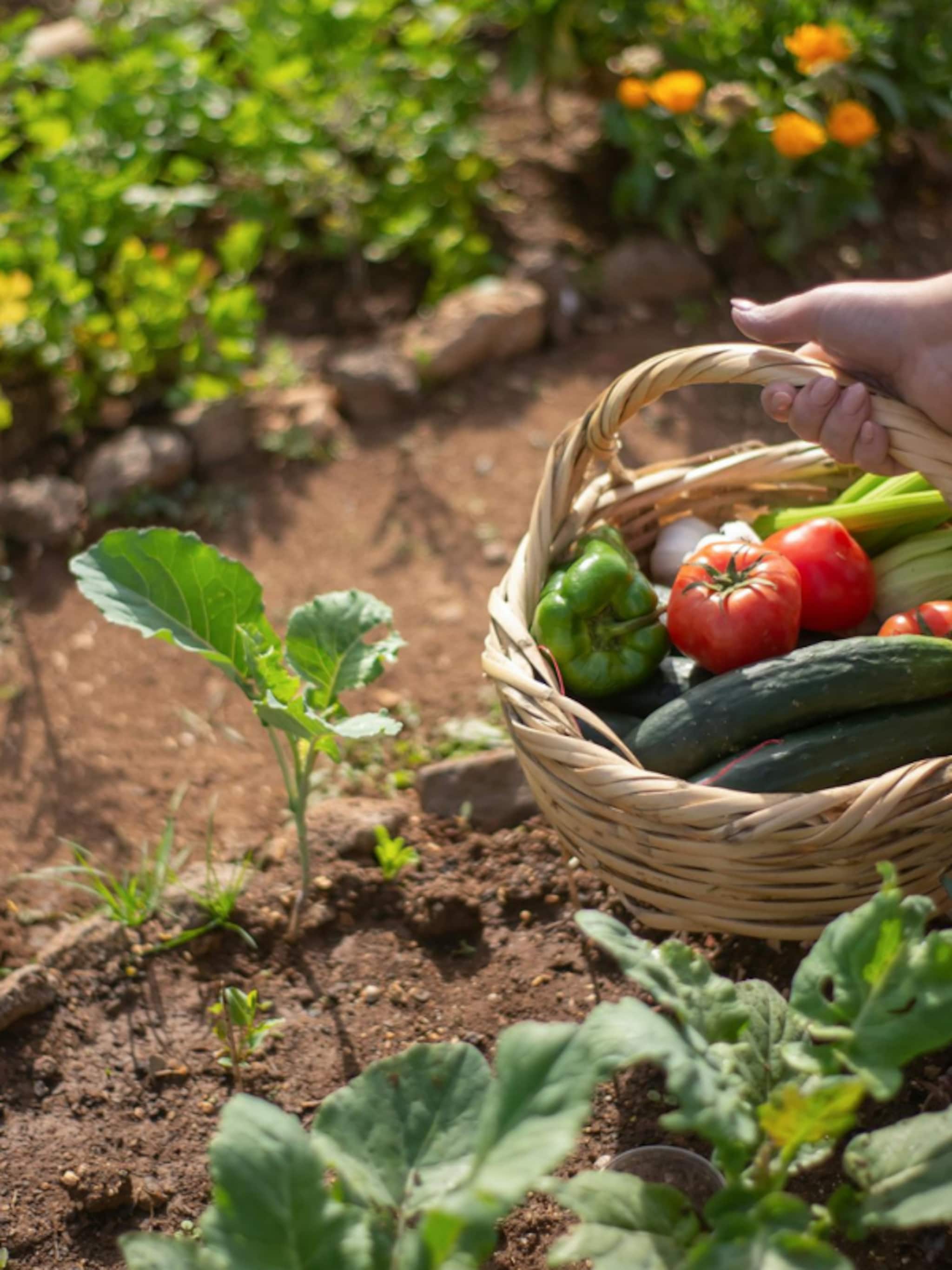 beste grond voor moestuin