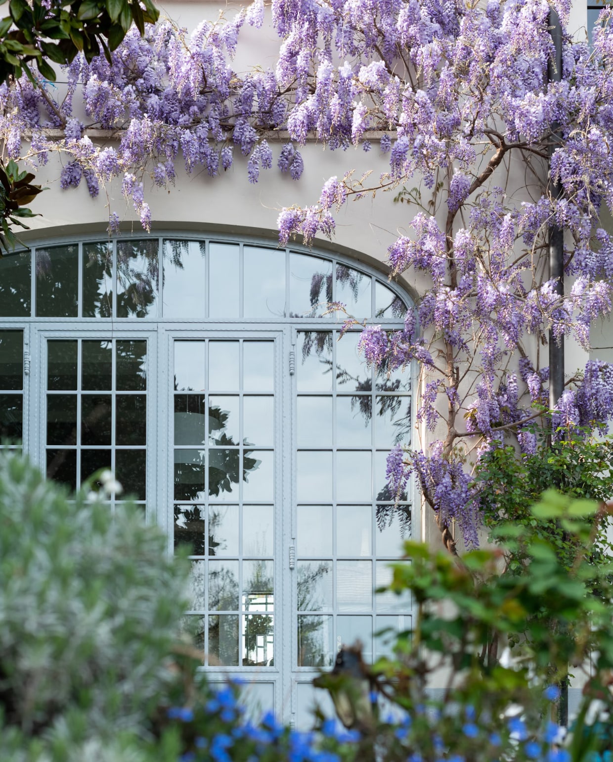 Blauwe regen, Wisteria Elena Kloppenburg via Unsplash