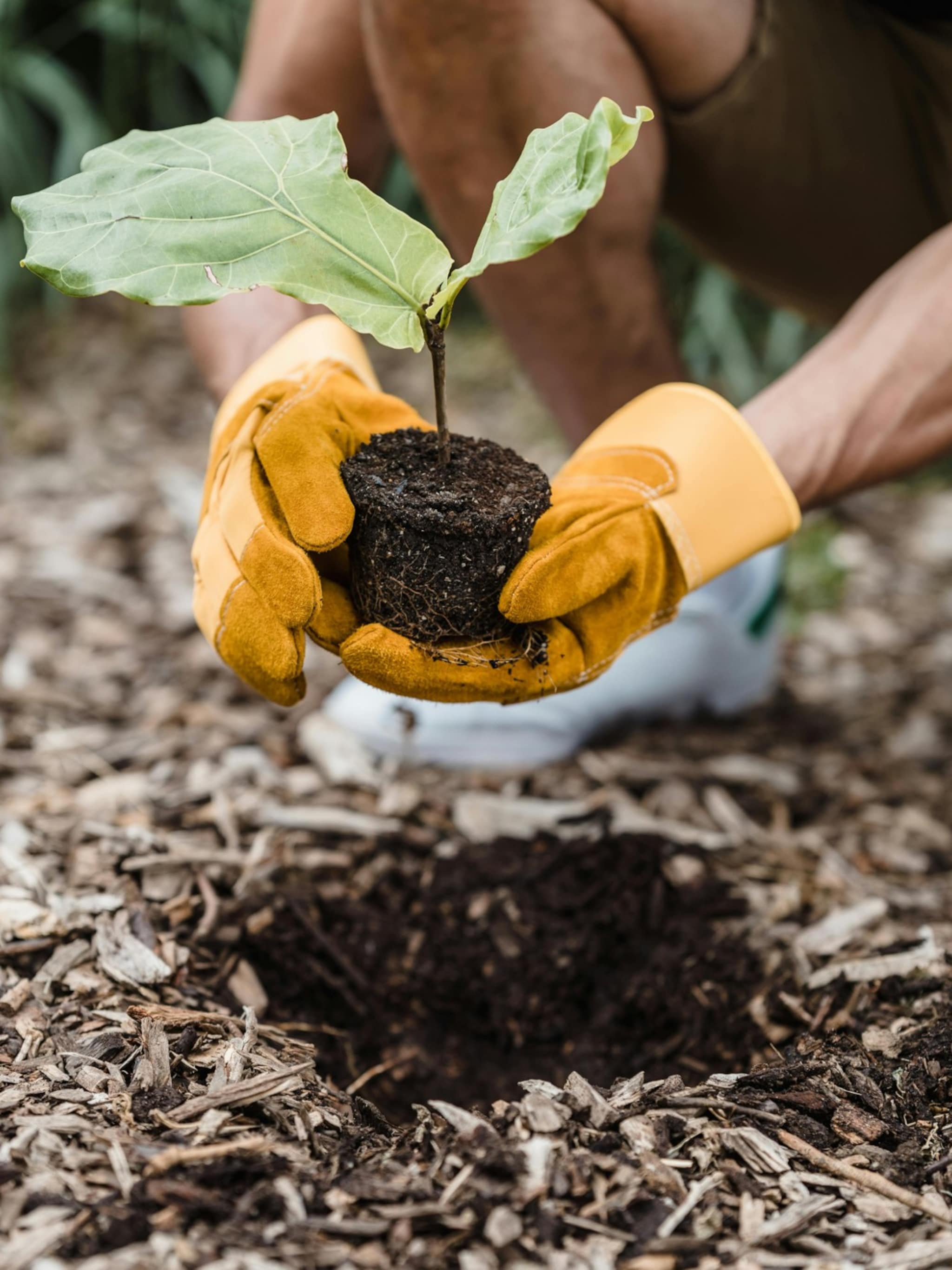 de beste tijd om tuinplanten te planten