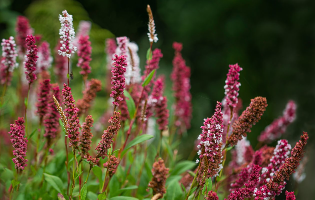 duizendknoop Persicaria affinis Getty Images