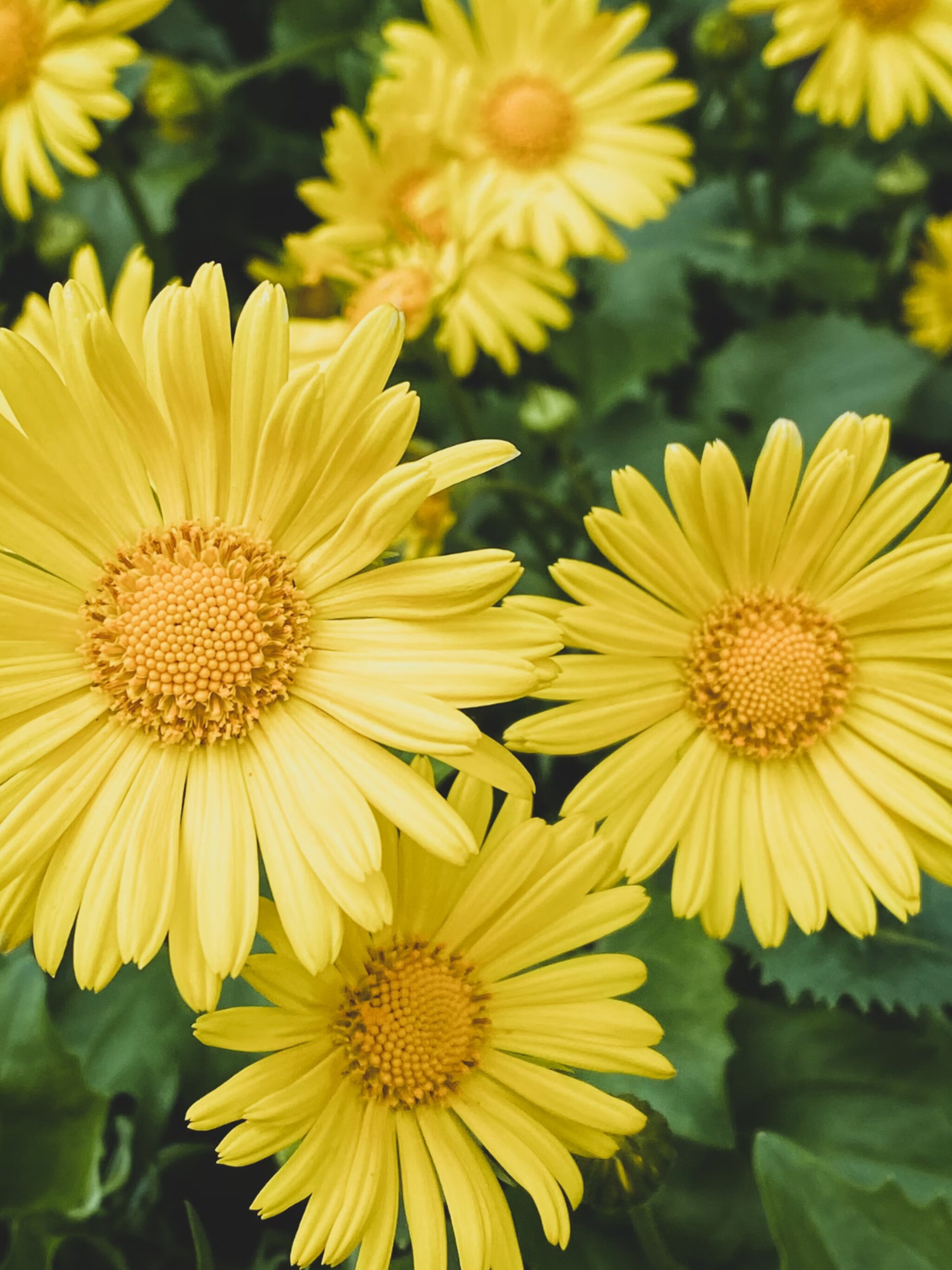 voorjaarszonnebloem