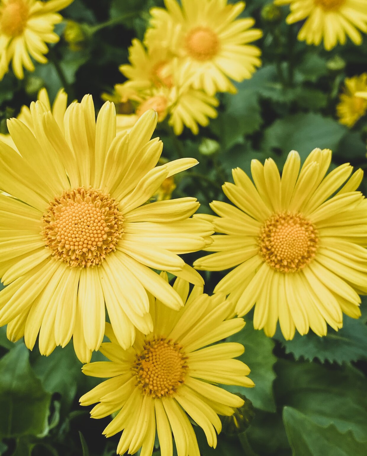 Voorjaarszonnebloem, Doronicum orientale Ira Piller via Unsplash