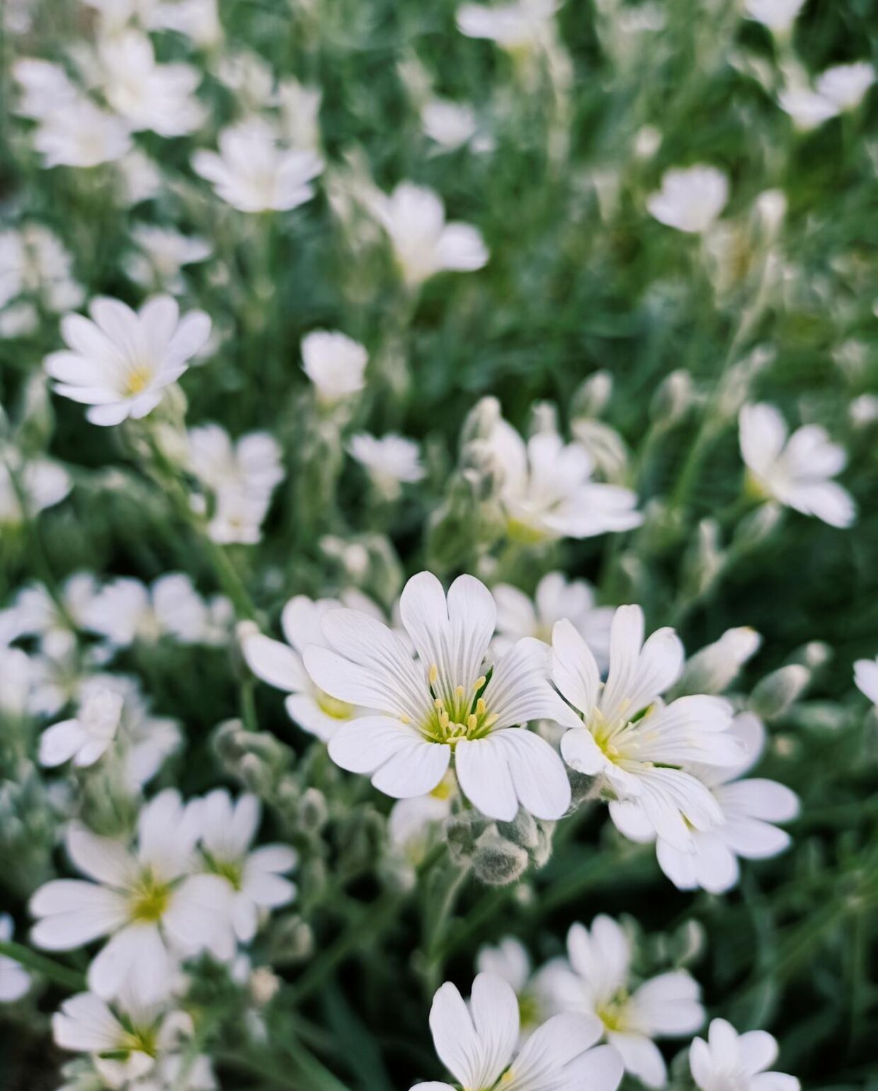 alpenhoornbloem Cerastium alpinum ssp Pexels