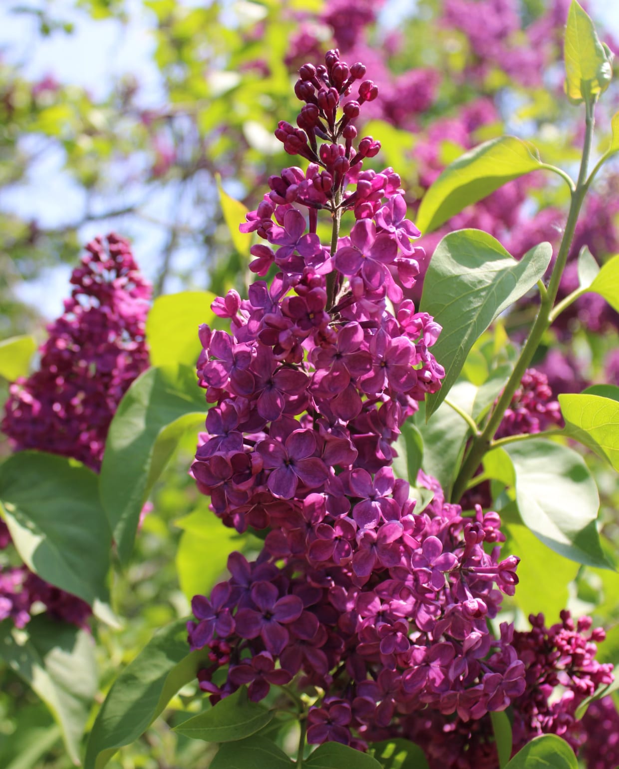 sering, Syringa vulgaris Marina Beala-Tessier via Unsplash