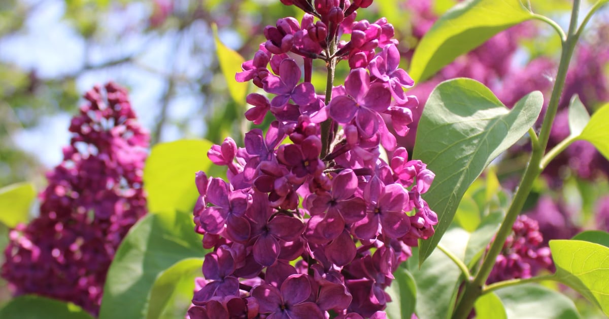 Syringa vulgaris - Sering - Plantenindex | vtwonen