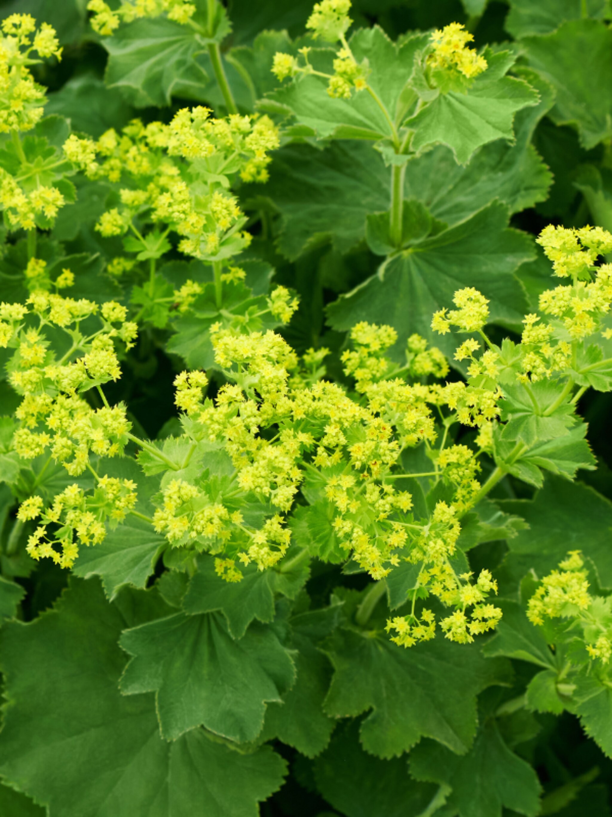 vrouwenmantel alchemilla mollis