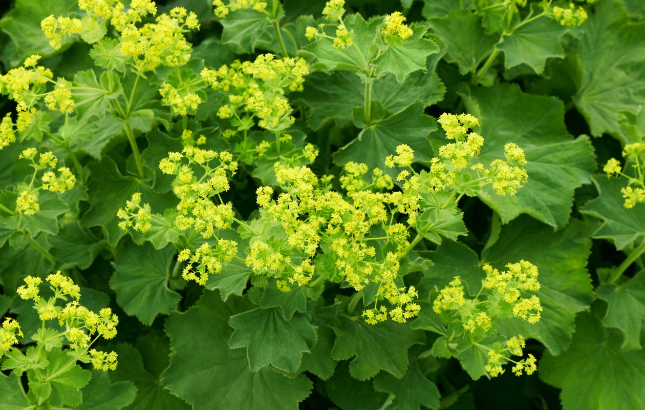 vrouwenmantel Alchemilla mollis Getty Images