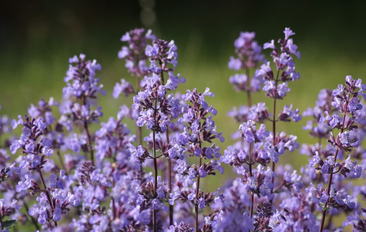 Kattenkruid Nepeta racemosa Pixabay