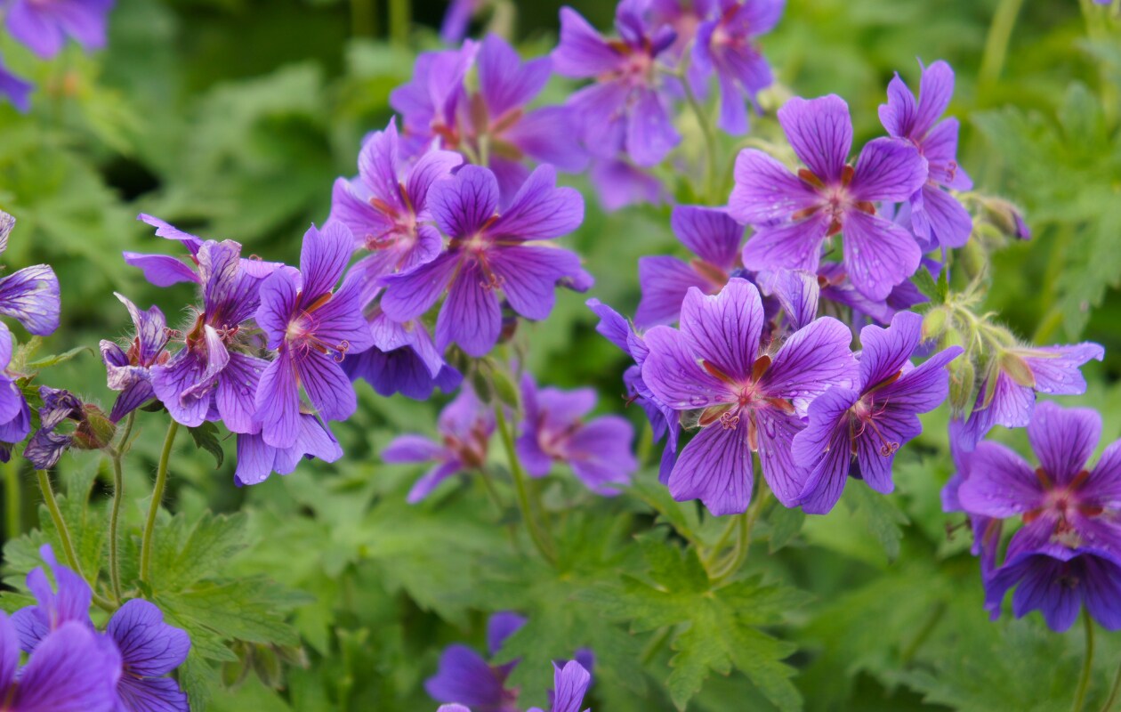 Ooievaarsbek Geranium Magnificum Getty Images
