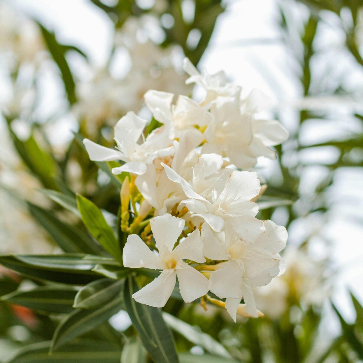 Oleander in topvorm: zo houd je deze mediterrane beauty stralend Pexels