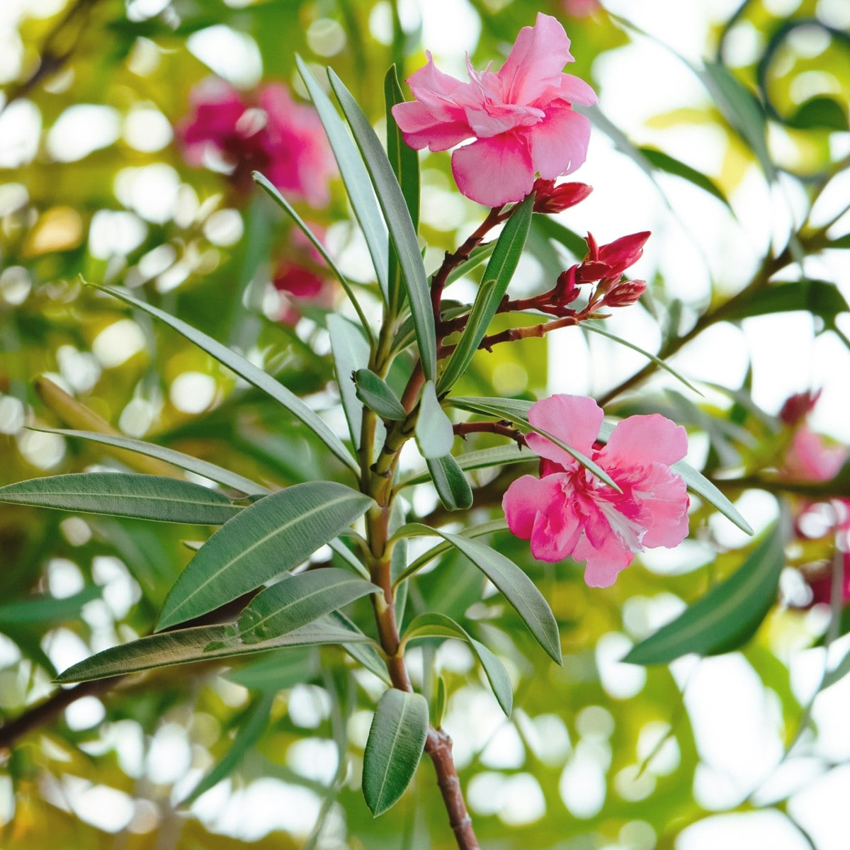 De hoogste tijd om de oleander te snoeien? Zo pak je het aan Unsplash