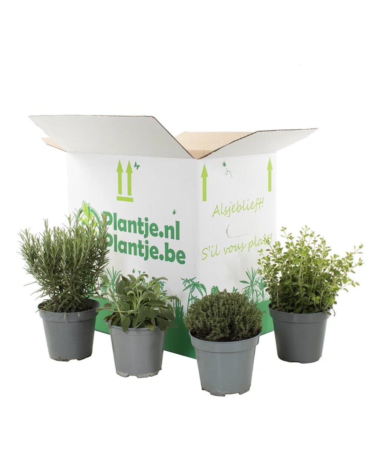 Tuinkruiden box4 stuks Plantje.nl