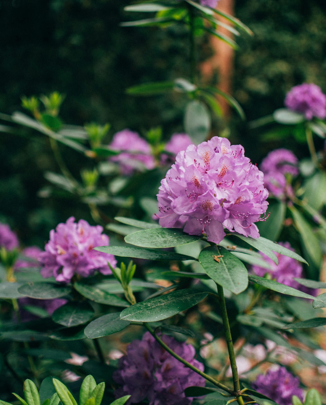 Rhododendron Pexels